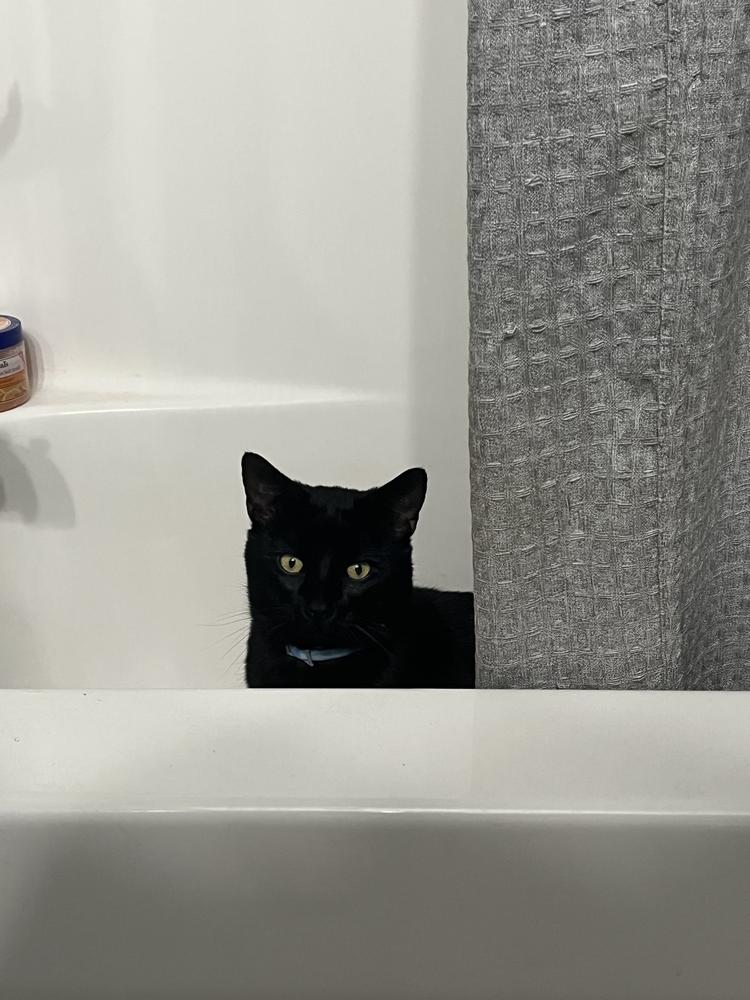 Enlarge Dorian 2022, a Adoptable Domestic Short Hair in Virginia Beach, VA image 5/6