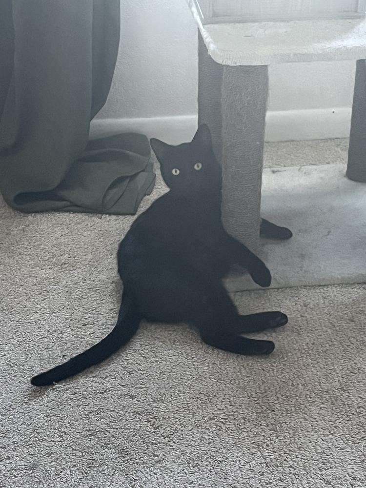 Enlarge Dorian 2022, a Adoptable Domestic Short Hair in Virginia Beach, VA image 6/6