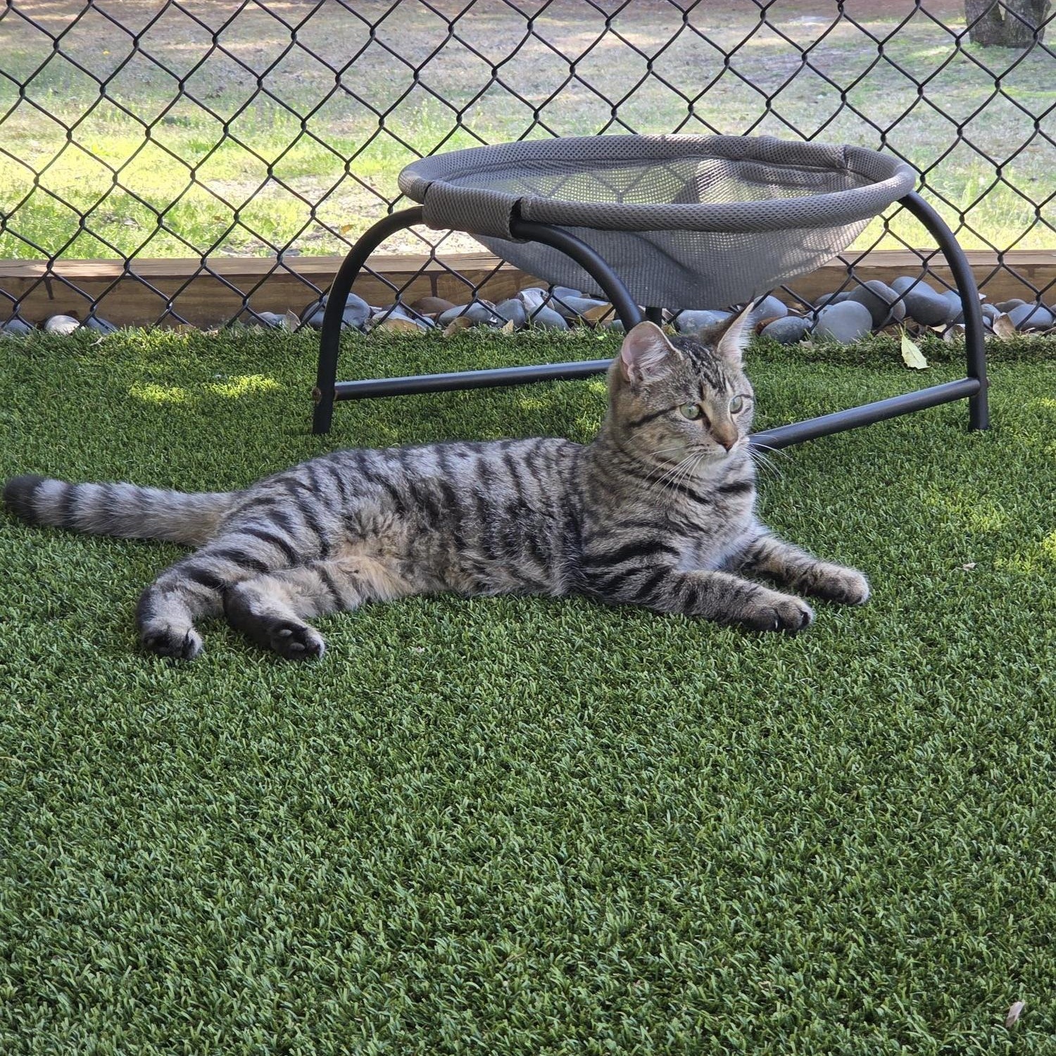 Enlarge Clementine, an adopted Domestic Short Hair in Carthage, NC image 4/4