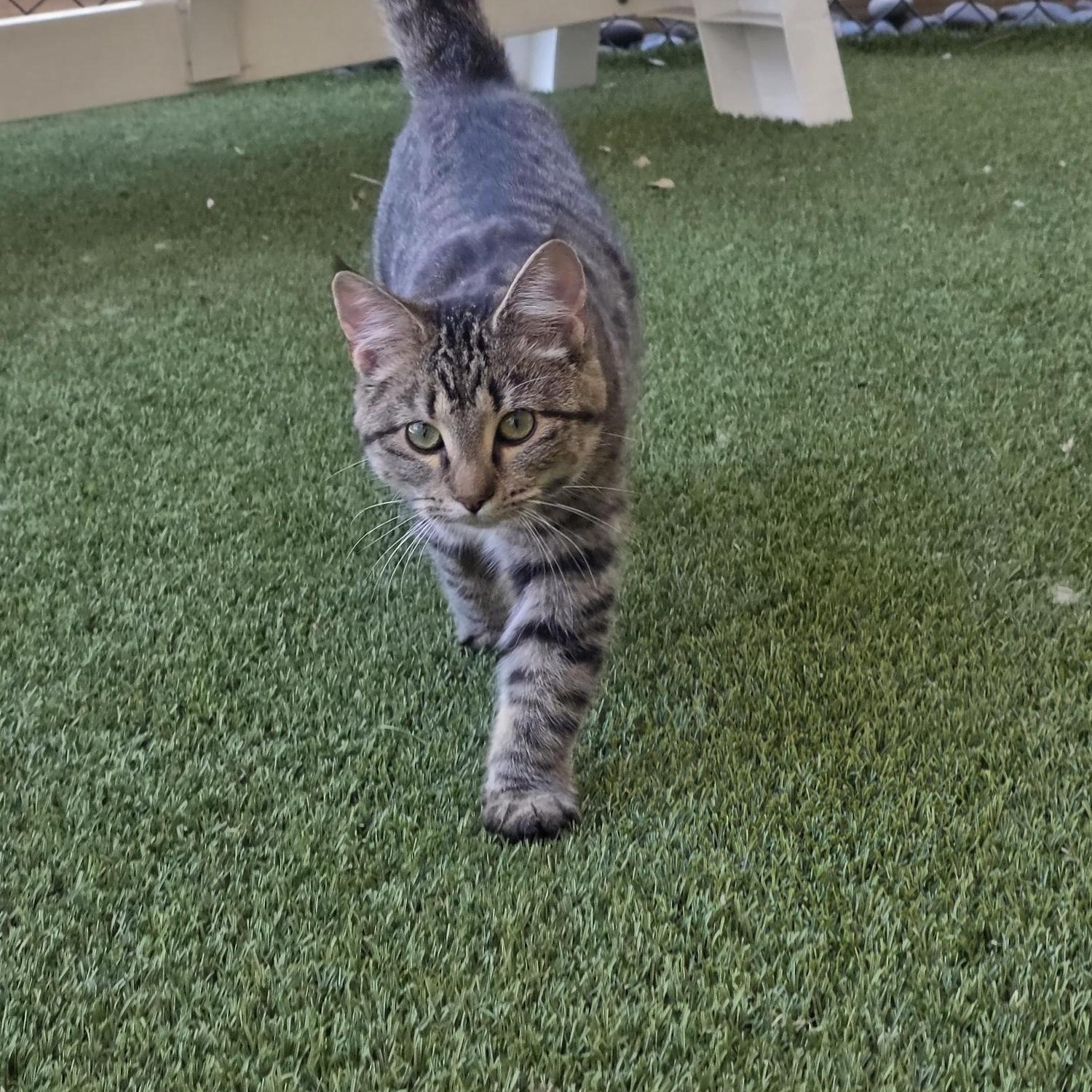 Enlarge Clementine, an adopted Domestic Short Hair in Carthage, NC image 1/4