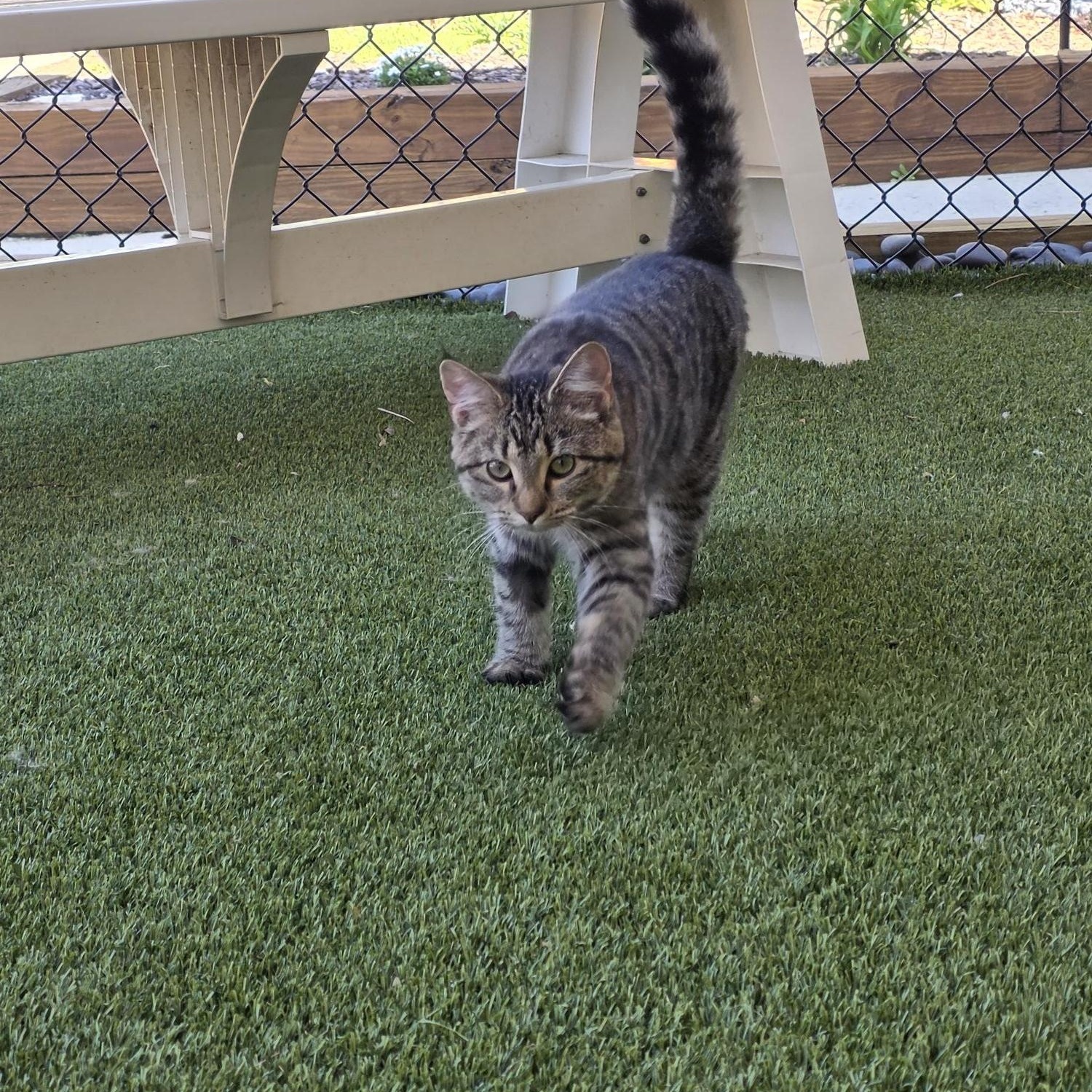 Enlarge Clementine, an adopted Domestic Short Hair in Carthage, NC image 3/4