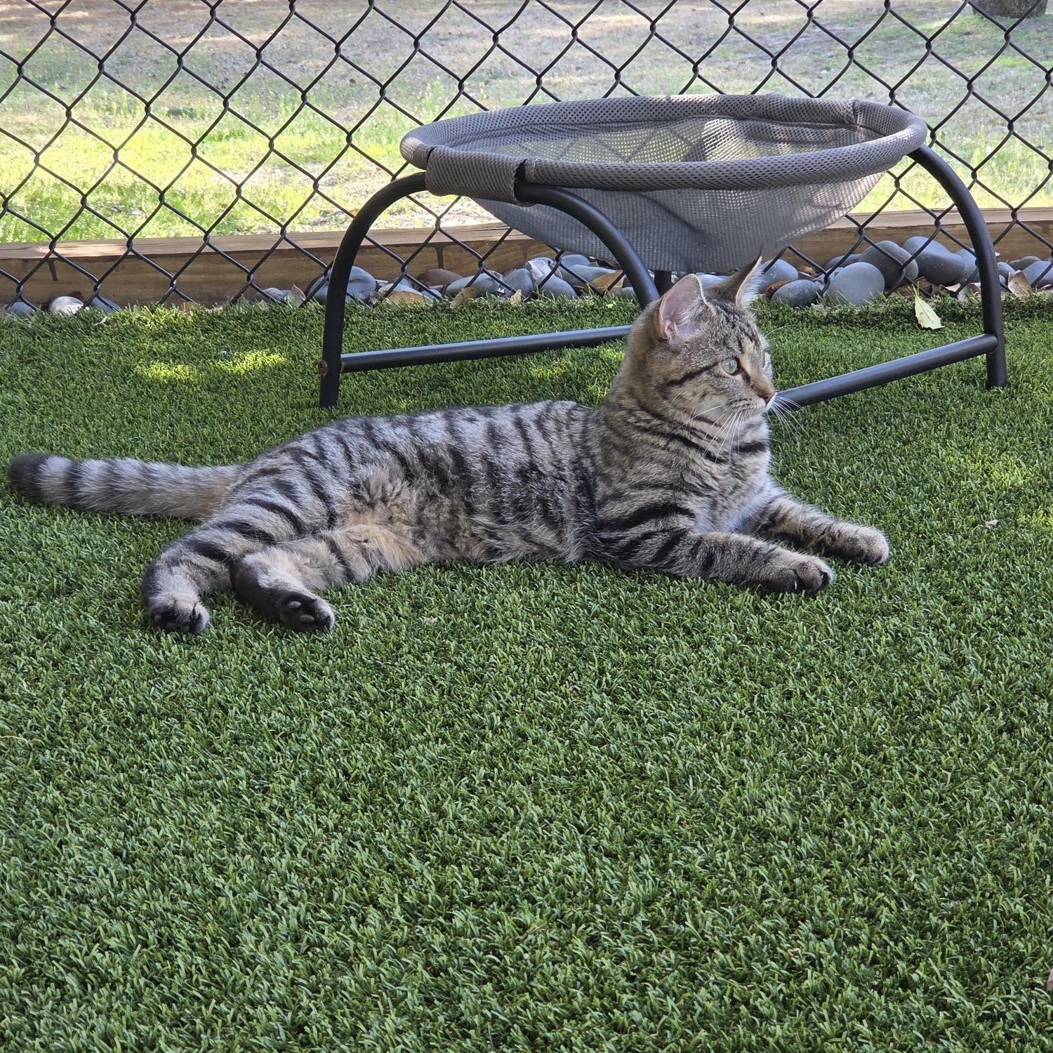 Enlarge Clementine, an adopted Domestic Short Hair in Carthage, NC image 2/4