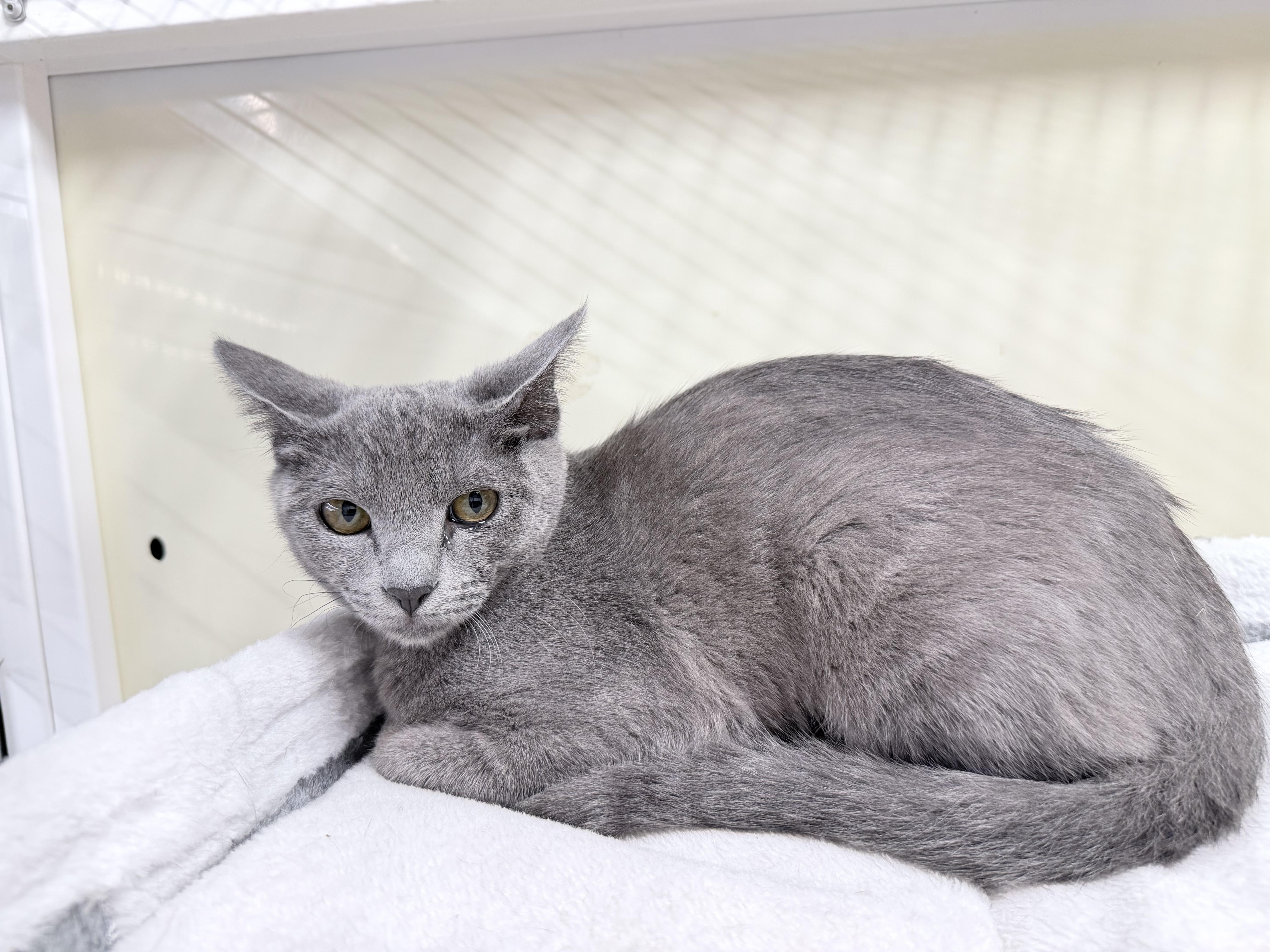 Enlarge Fern - Riley Fuzzel Petsmart, an adopted Russian Blue in Spring, TX image 2/2