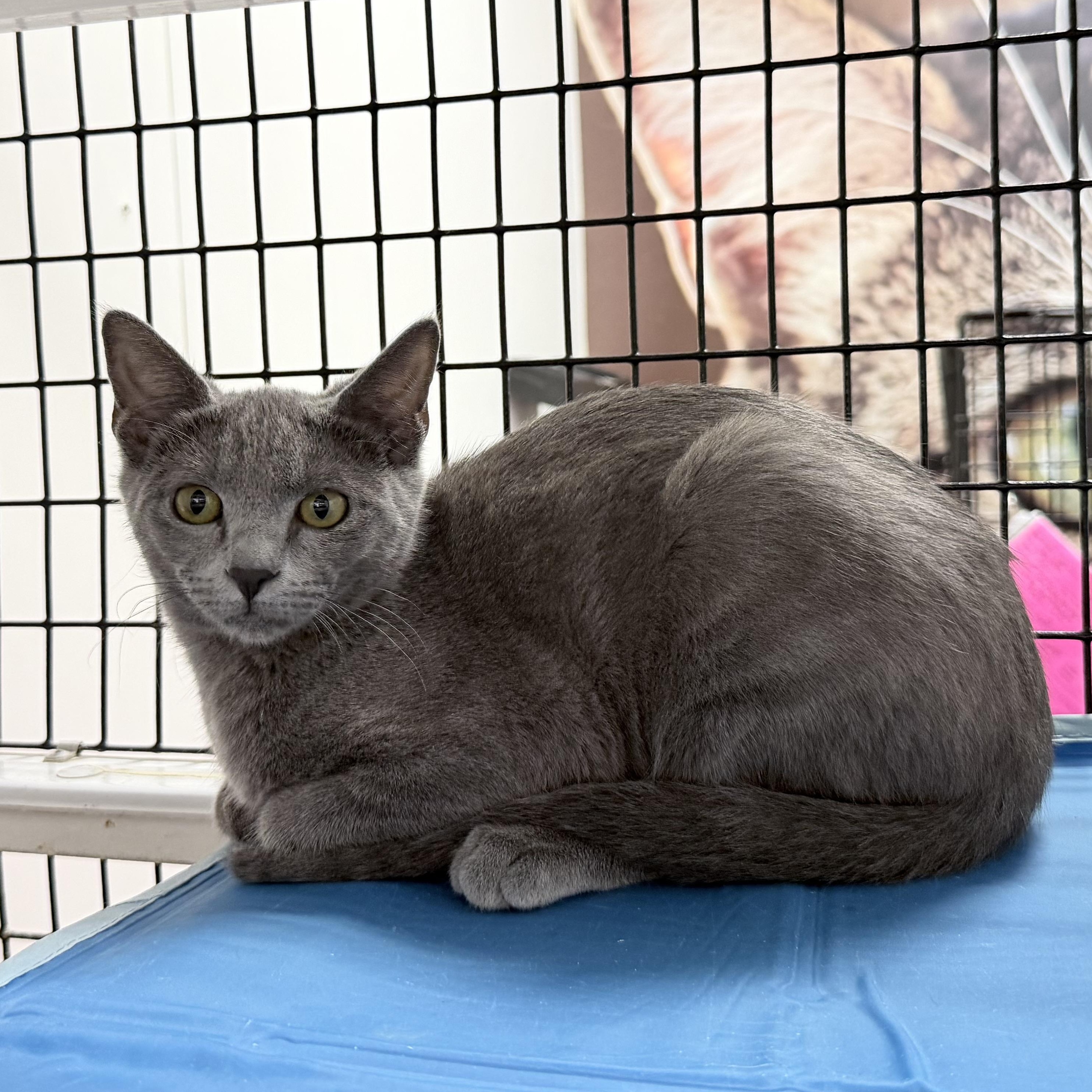 Fern - Riley Fuzzel Petsmart, adopted, Kitten Female Russian Blue.