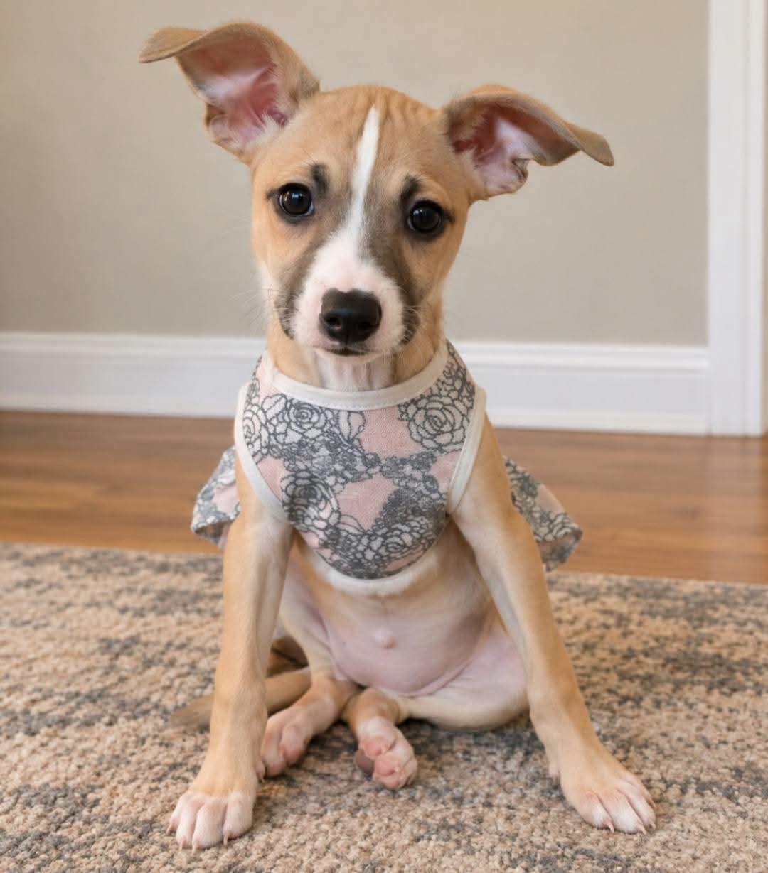 Enlarge Francesca, a Adoptable mixed breed in Ferndale, MI image 2/4