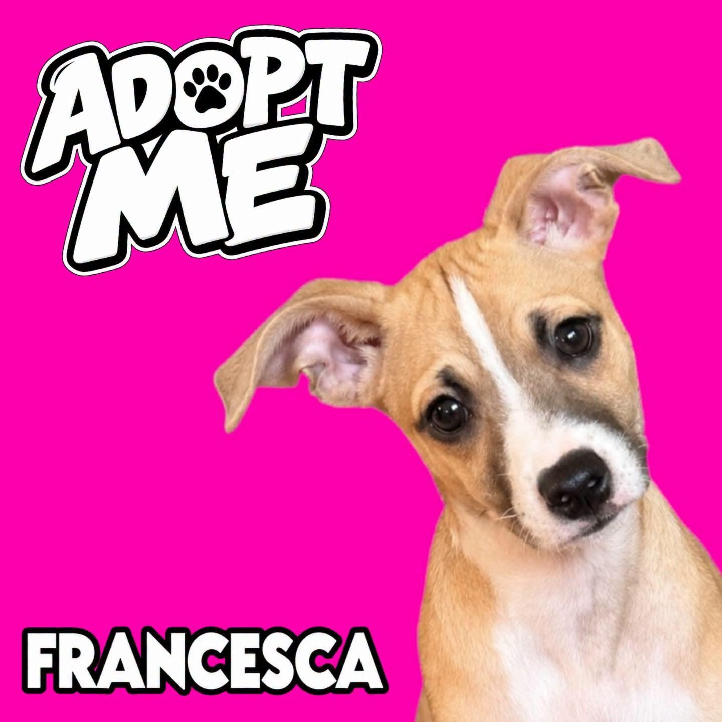 Enlarge Francesca, a Adoptable mixed breed in Ferndale, MI image 1/4