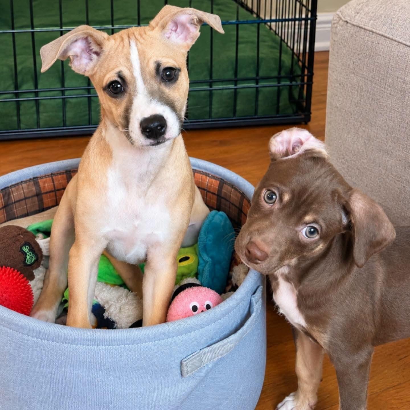 Enlarge Francesca, a Adoptable mixed breed in Ferndale, MI image 3/4