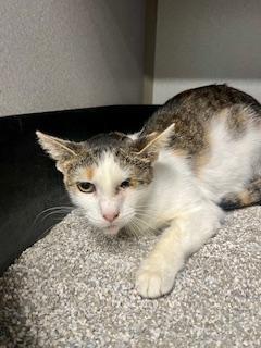 Mary, adoptable, Young Female Domestic Short Hair.