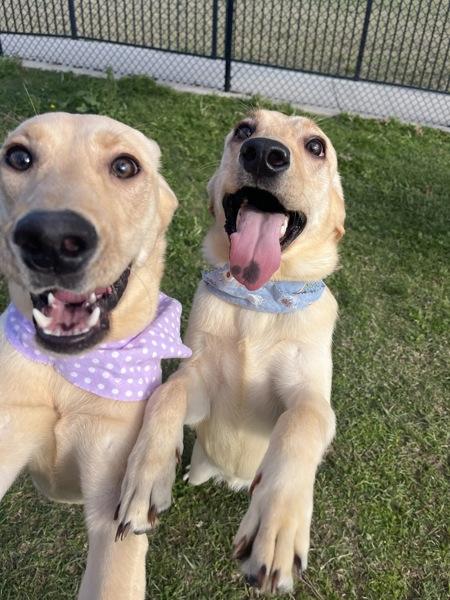 Angel, Adoptable, Young Female Golden Retriever & Labrador Retriever.