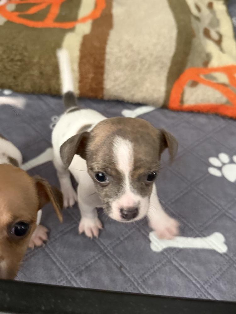 Opal, Adoptable, Puppy Female Chihuahua.