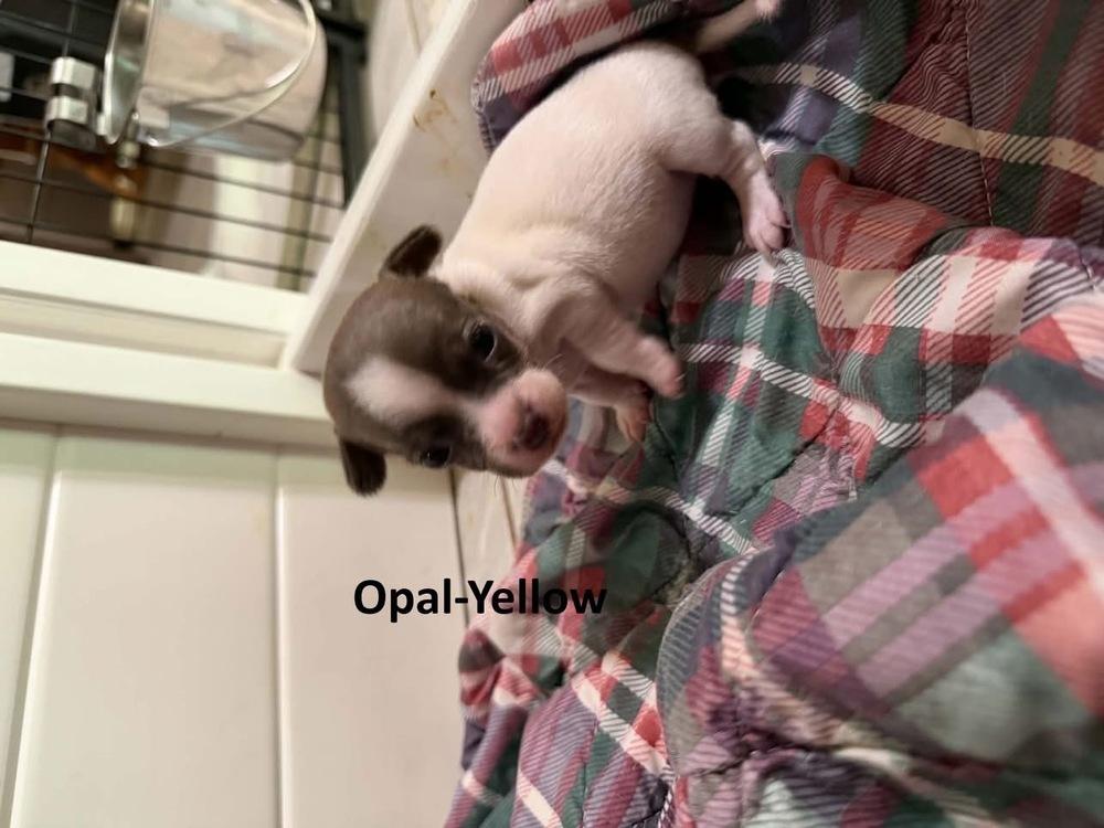 Enlarge Opal, a Adoptable mixed breed in Middletown, CT image 4/4