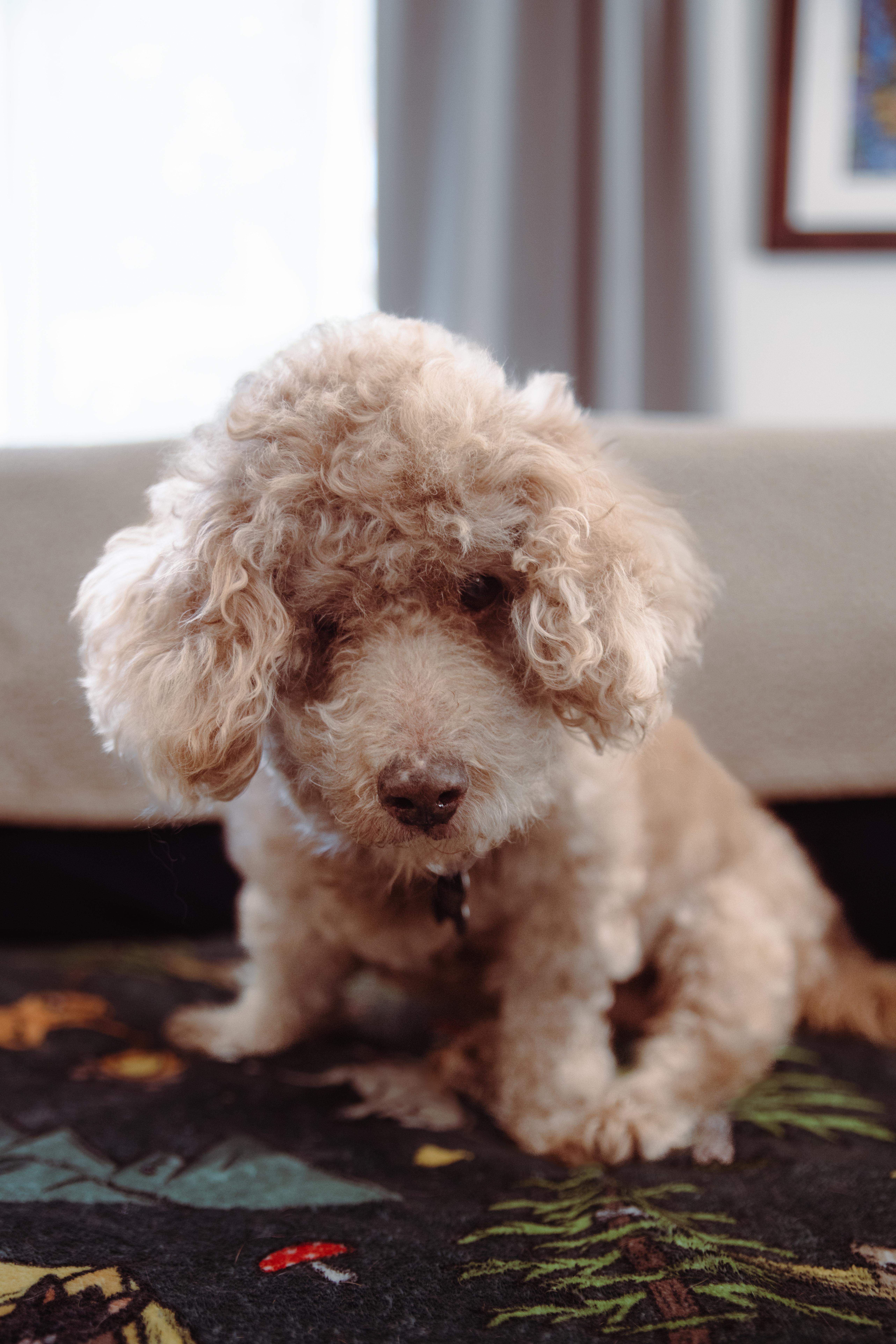 Enlarge Gerrard, a ADOPTABLE mixed breed in West Hollywood, CA image 3/6