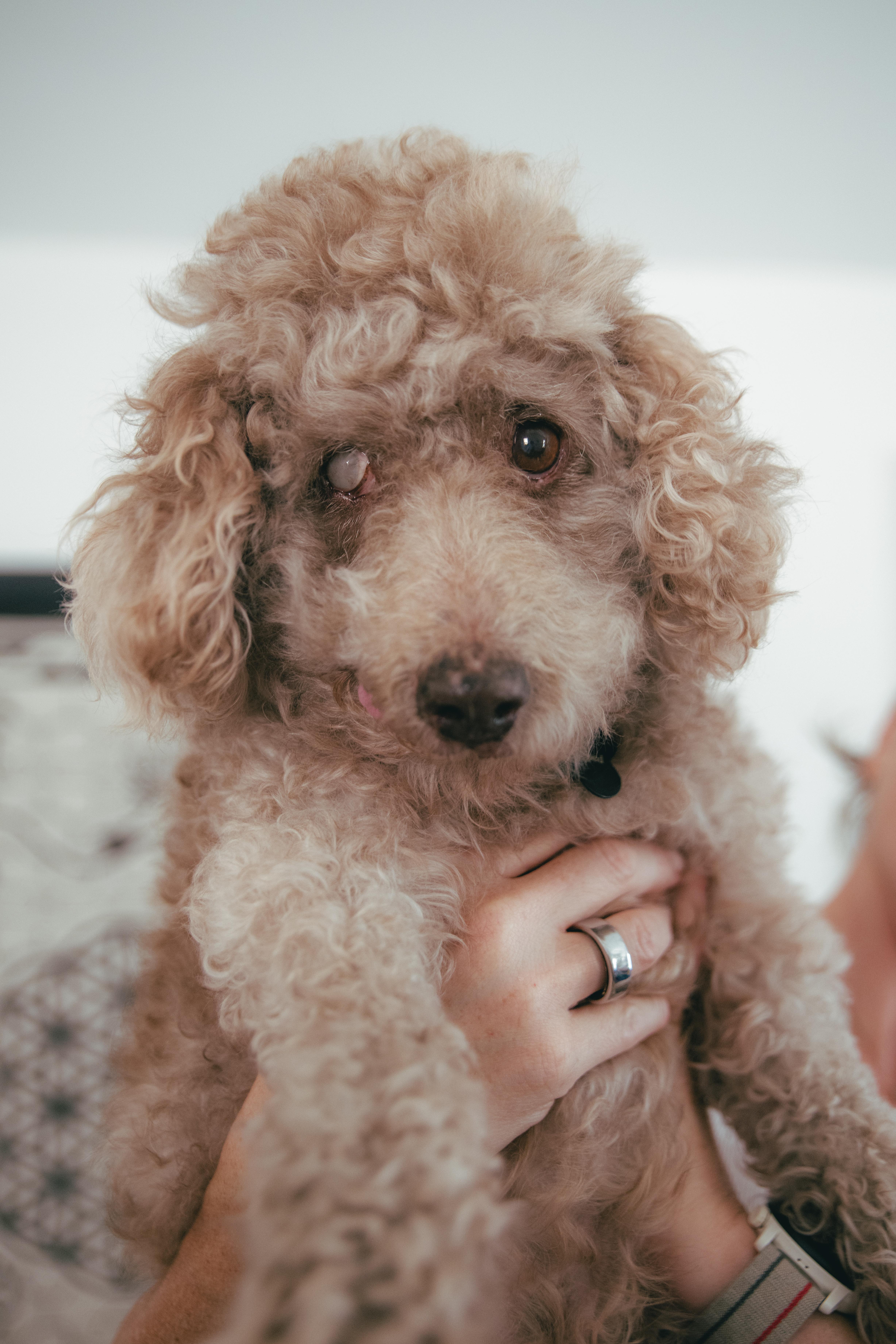 Enlarge Gerrard, a ADOPTABLE mixed breed in West Hollywood, CA image 5/6