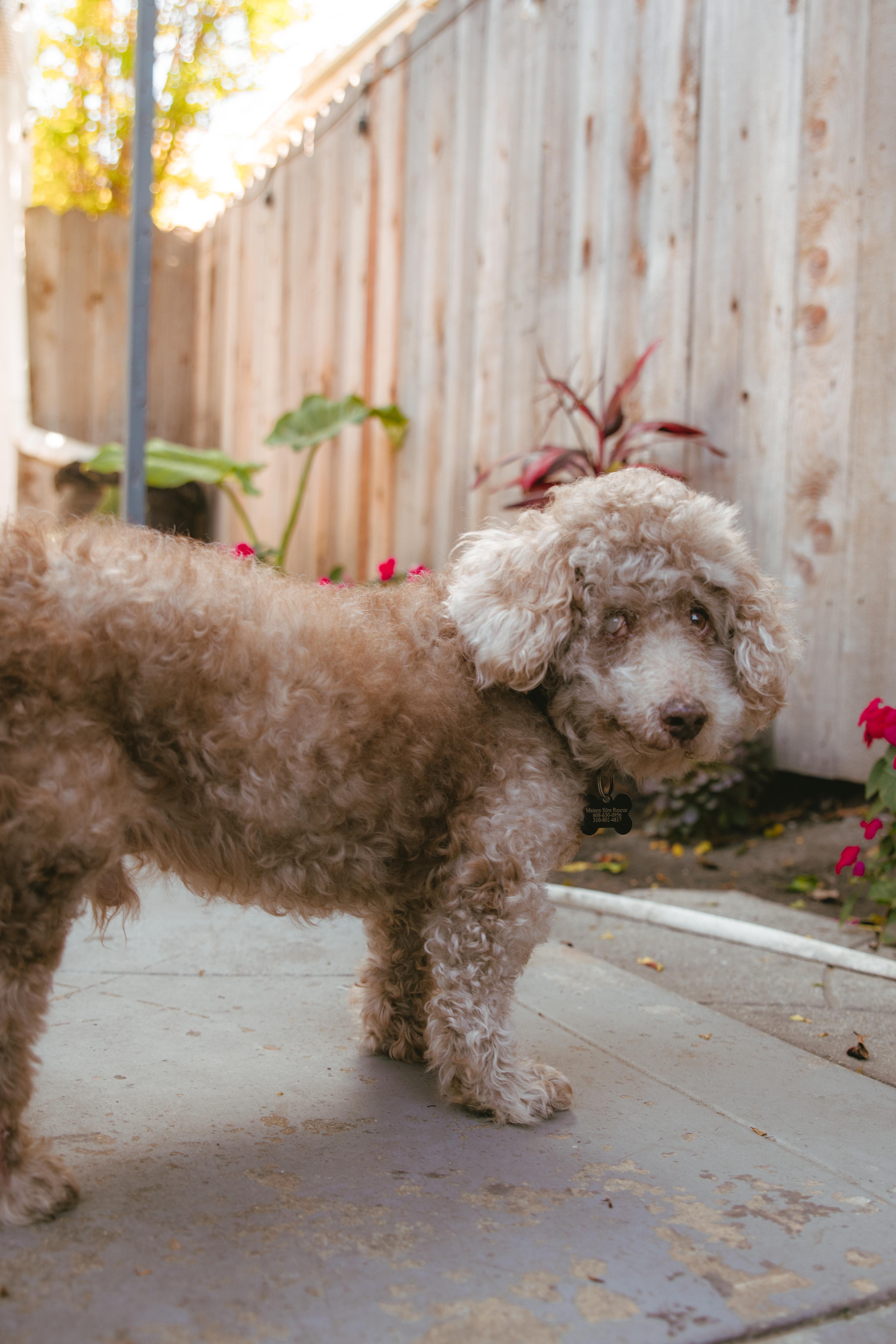 Enlarge Gerrard, a ADOPTABLE mixed breed in West Hollywood, CA image 6/6