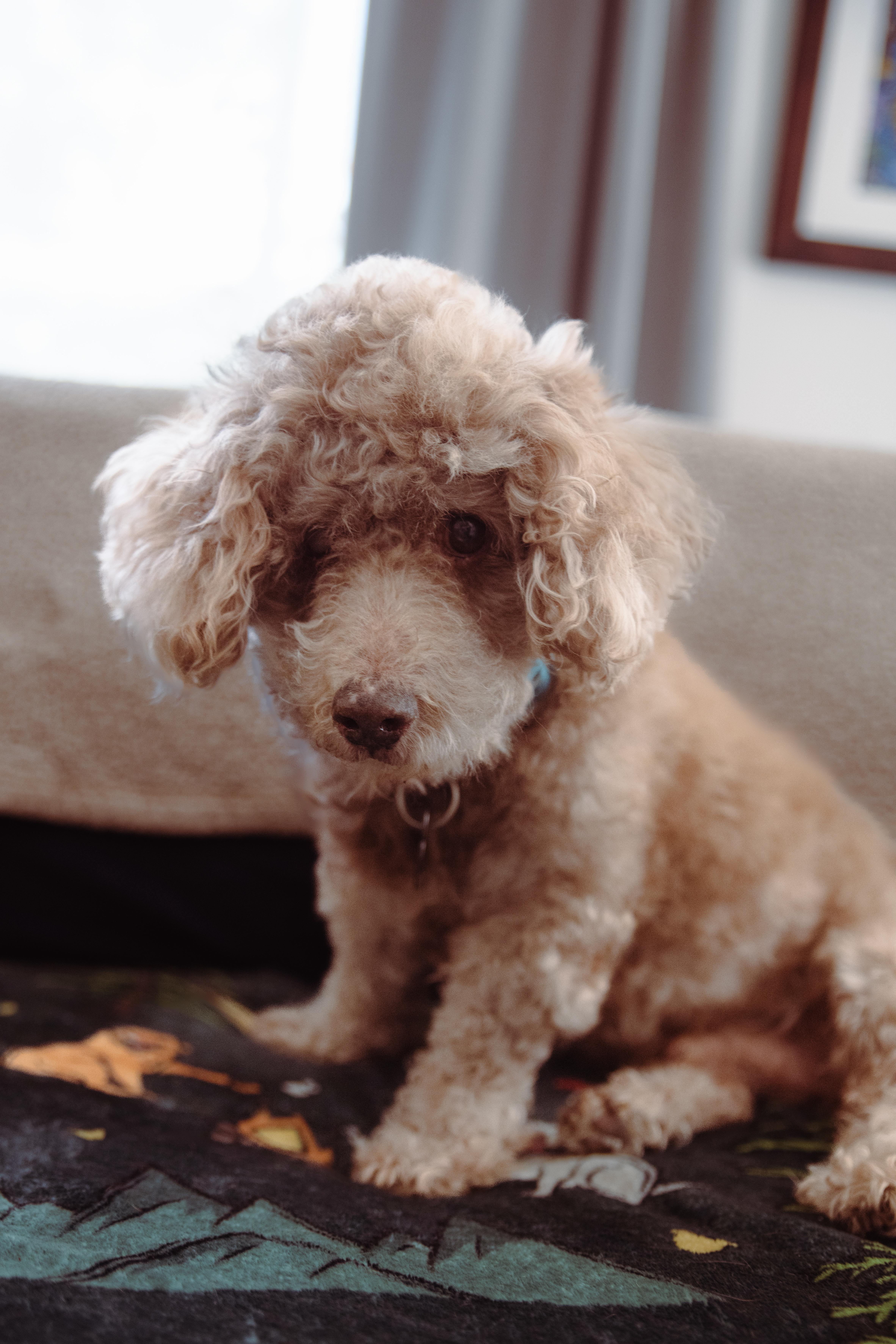 Enlarge Gerrard, a ADOPTABLE mixed breed in West Hollywood, CA image 4/6