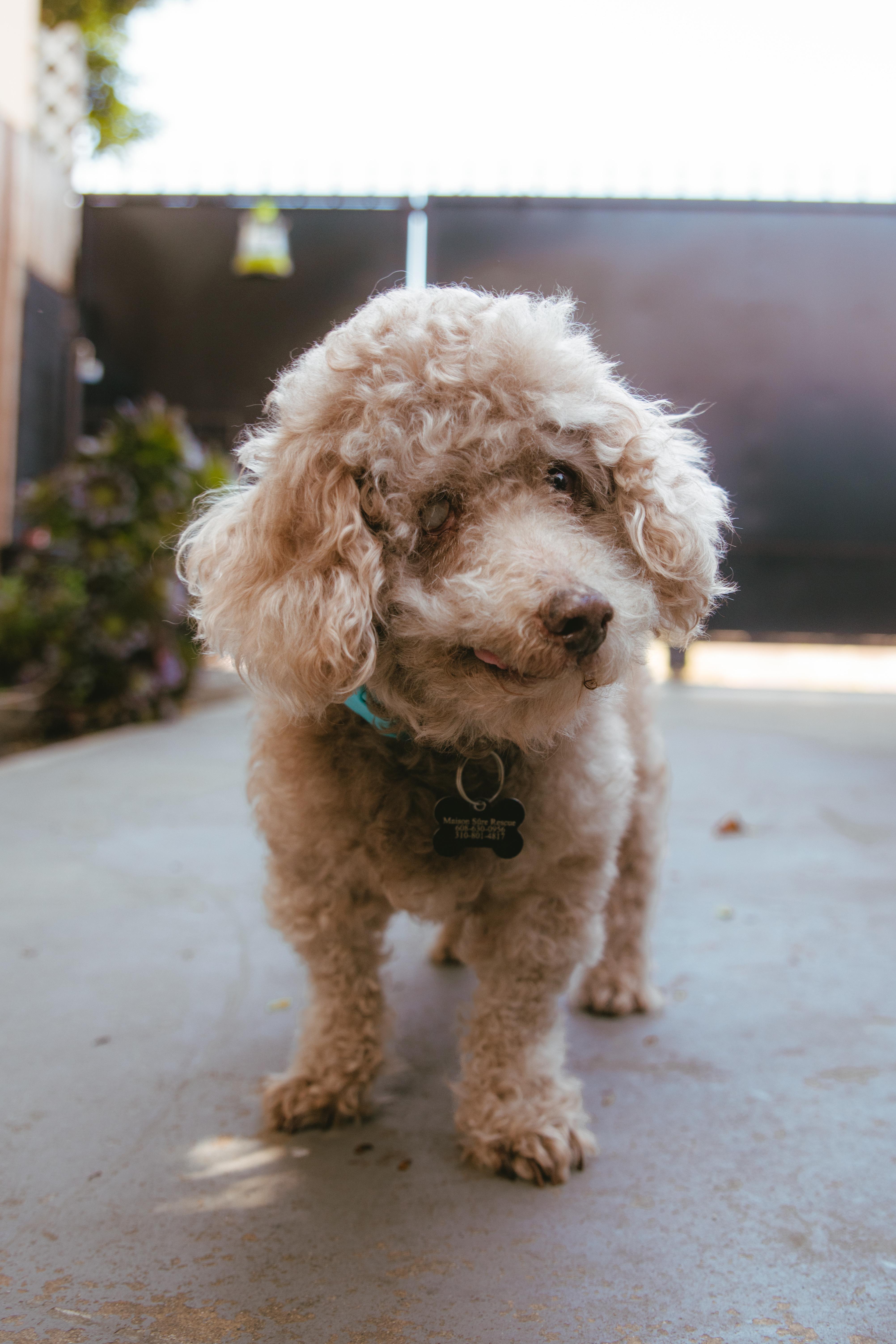 Enlarge Gerrard, a ADOPTABLE mixed breed in West Hollywood, CA image 2/6