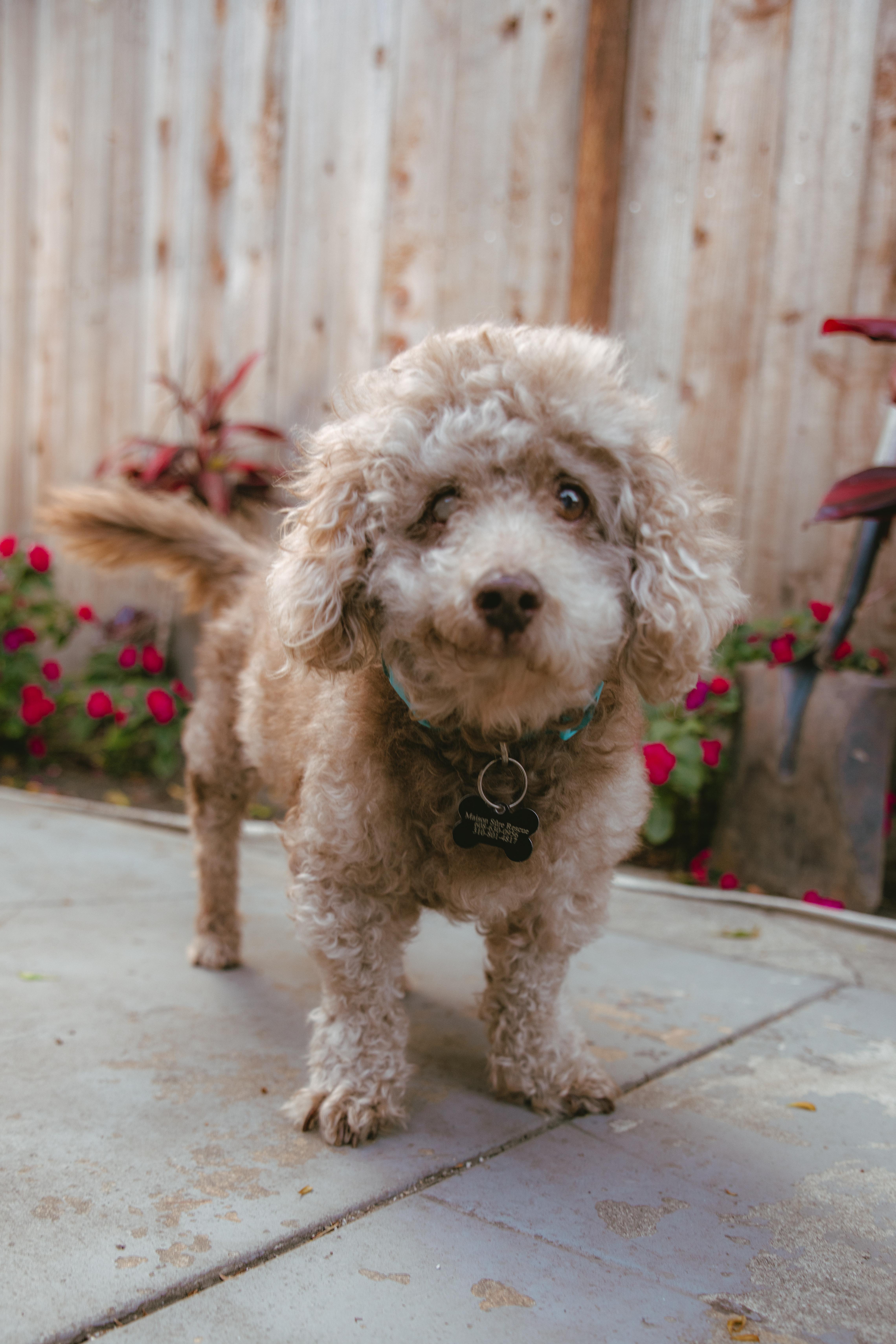 Enlarge Gerrard, a ADOPTABLE mixed breed in West Hollywood, CA image 1/6