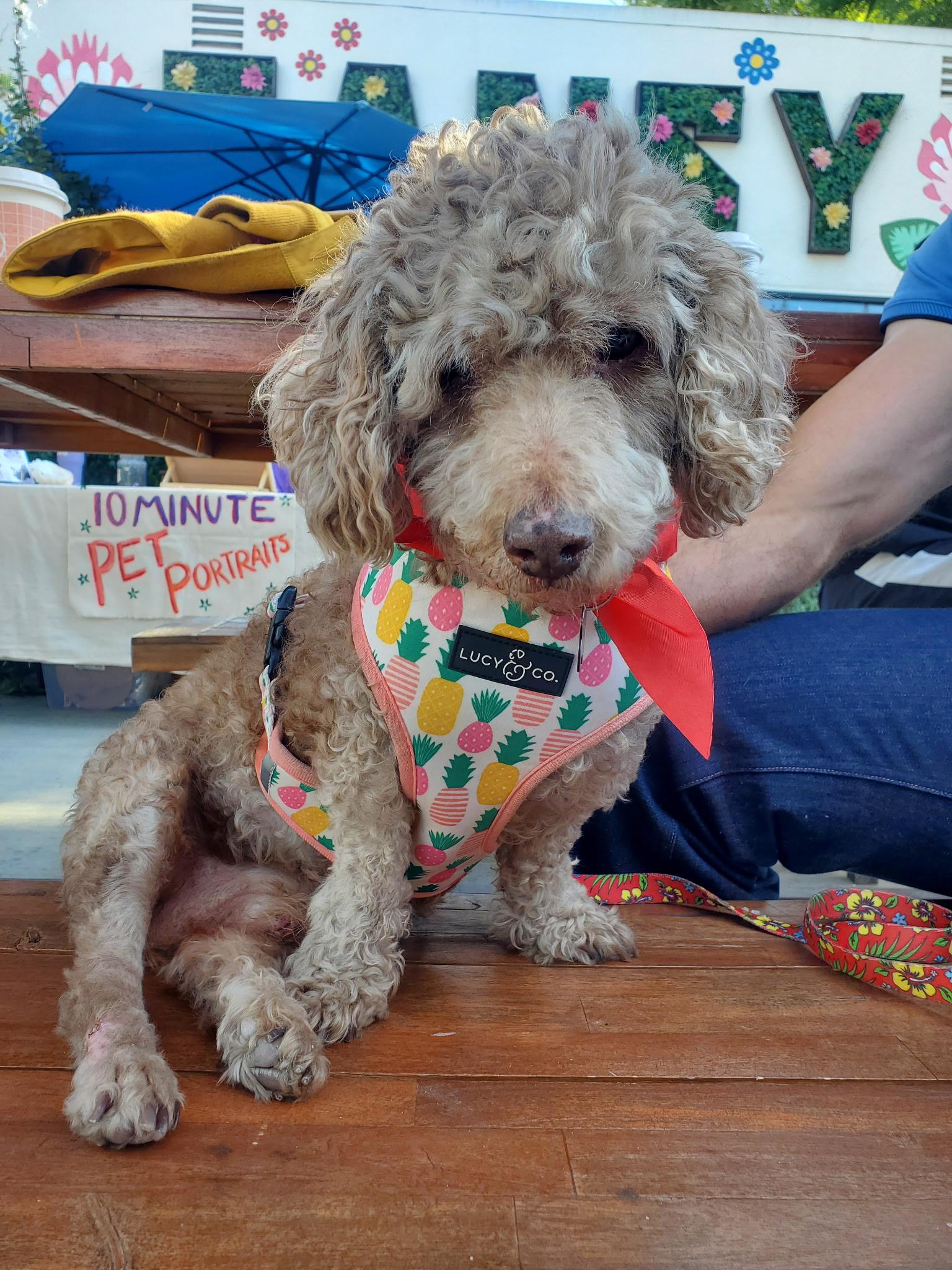 Gerrard, ADOPTABLE, Senior Male Miniature Poodle.