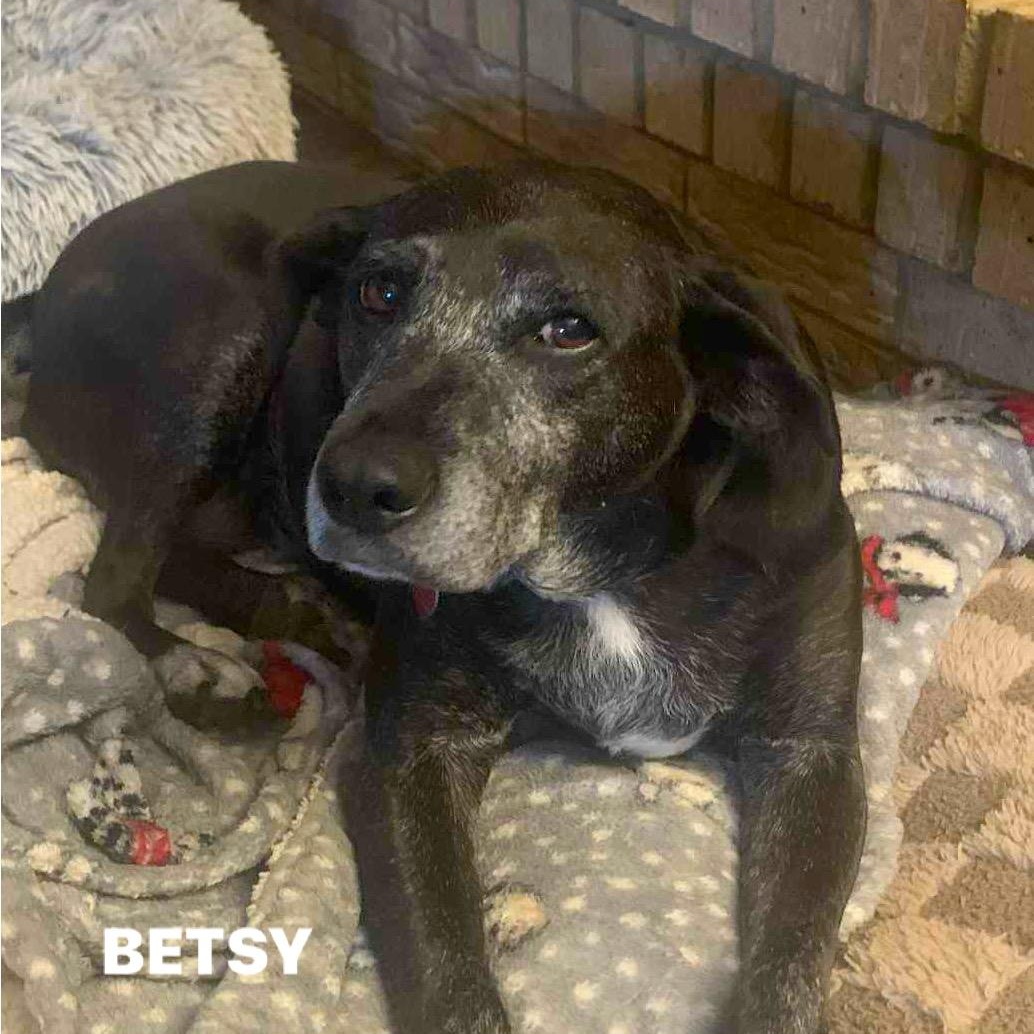 BETSY, Adoptable, Senior Female Black Labrador Retriever & Mixed Breed.