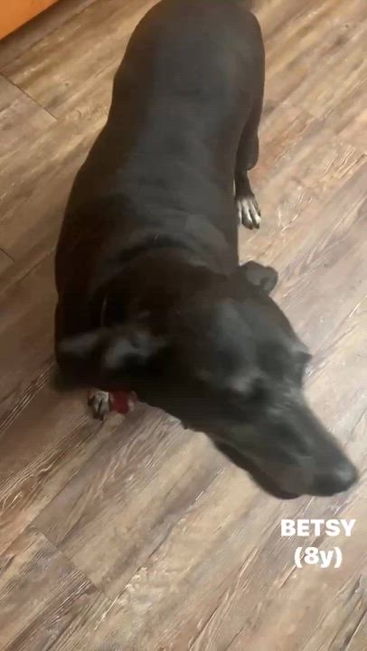 Enlarge BETSY, a Adoptable mixed breed in Bethpage, NY video 2/2