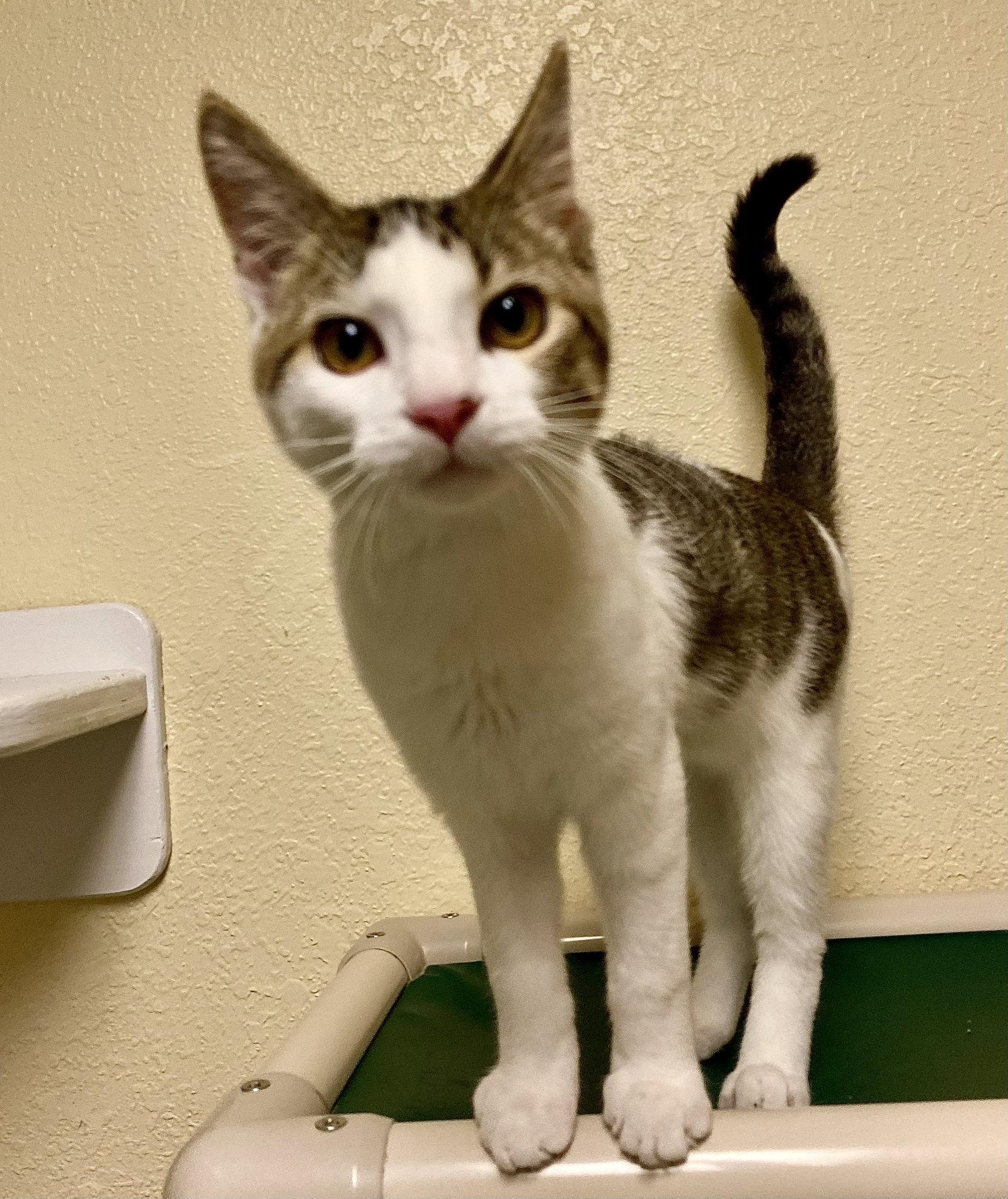 Enlarge Bombshell, a Adoptable mixed breed in Fargo, ND image 1/1