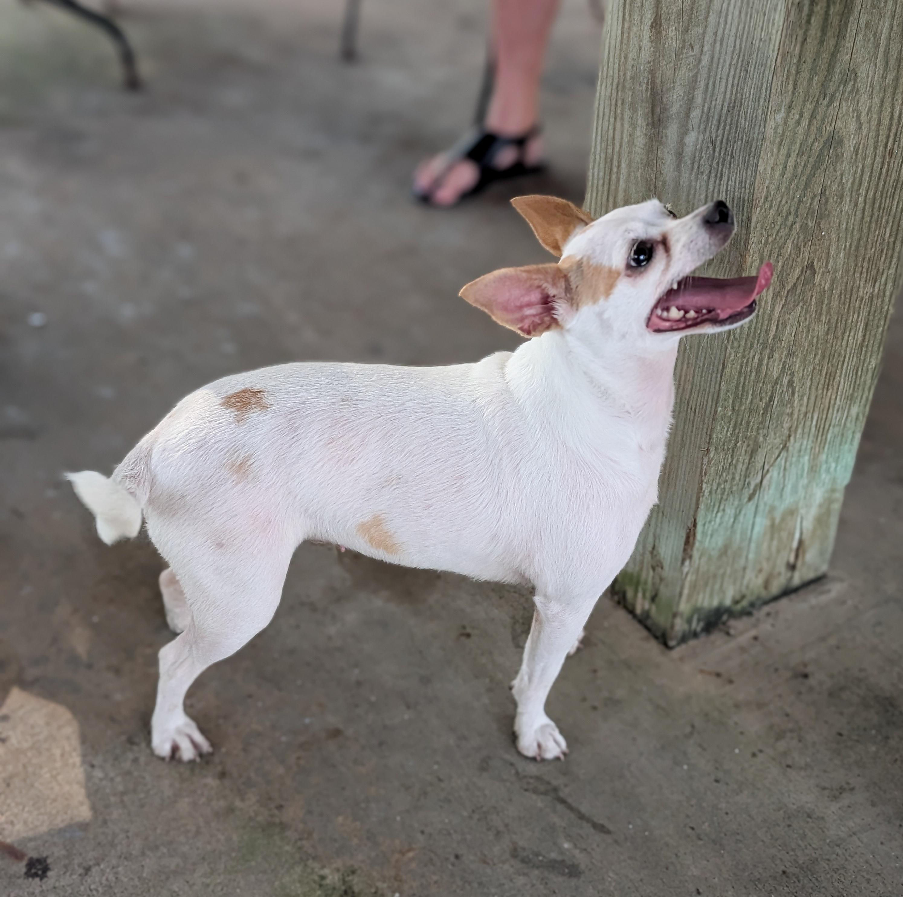 Ella, an adopted mixed breed in Albany, NY image 2/6
