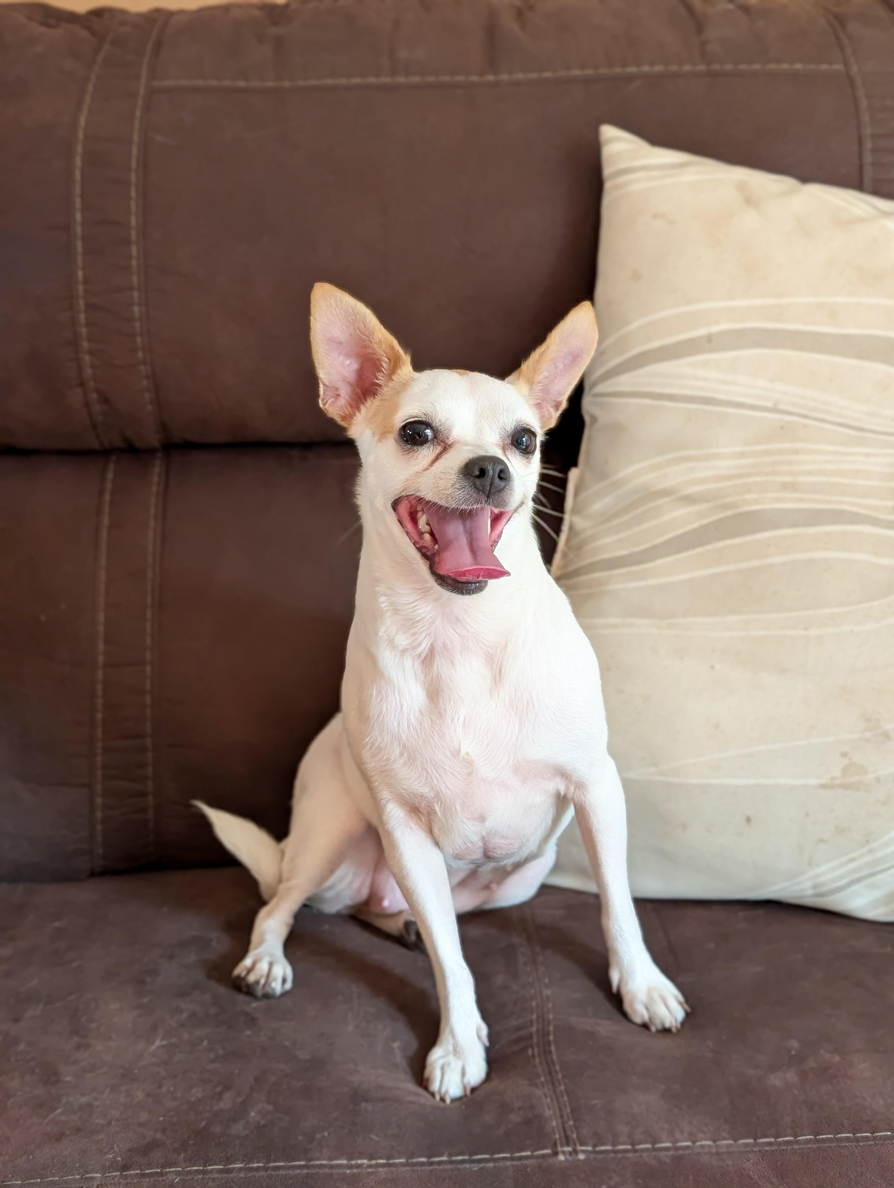 Ella, an adopted mixed breed in Albany, NY image 1/6