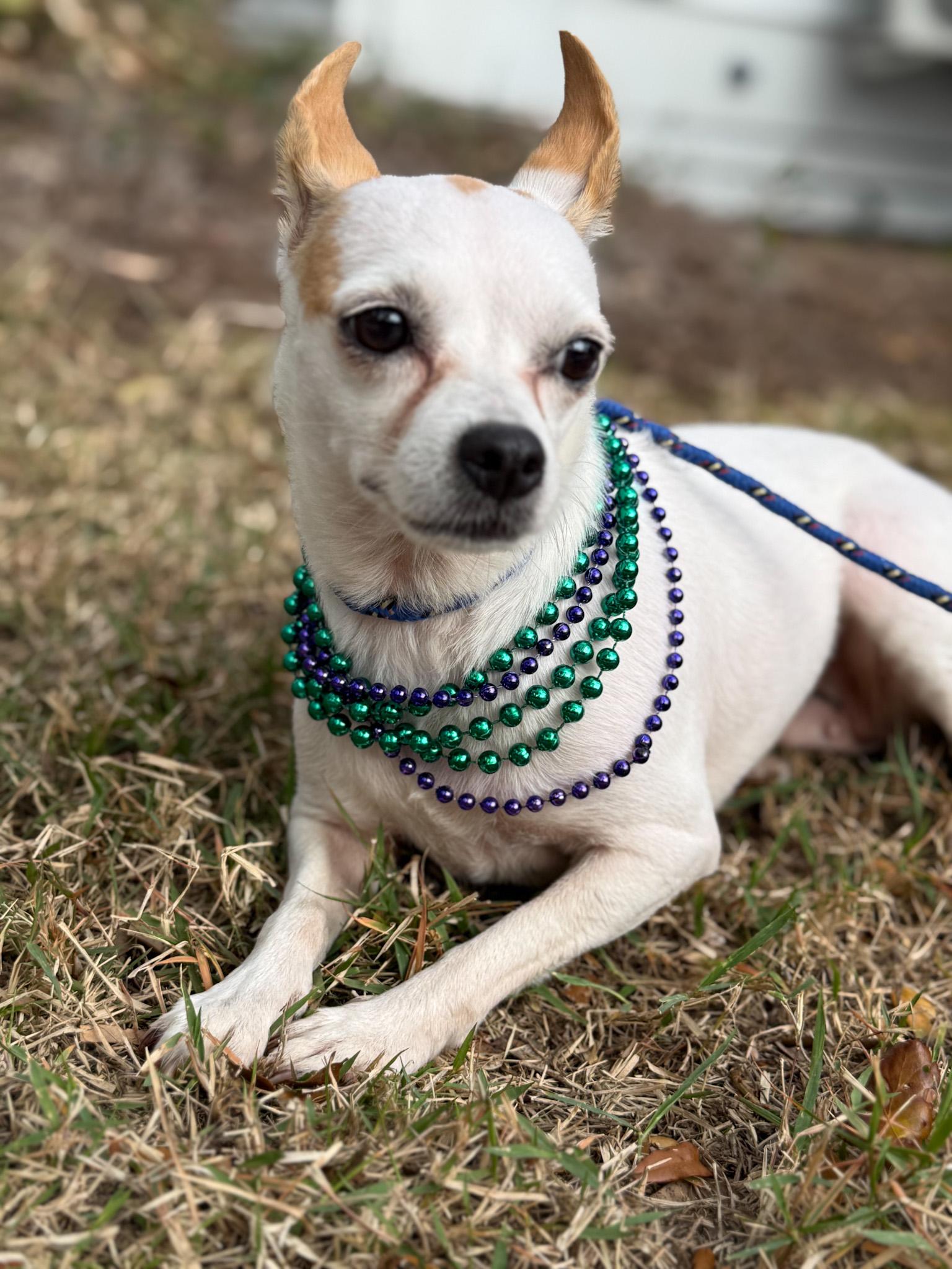 Ella, an adopted mixed breed in Albany, NY image 3/6