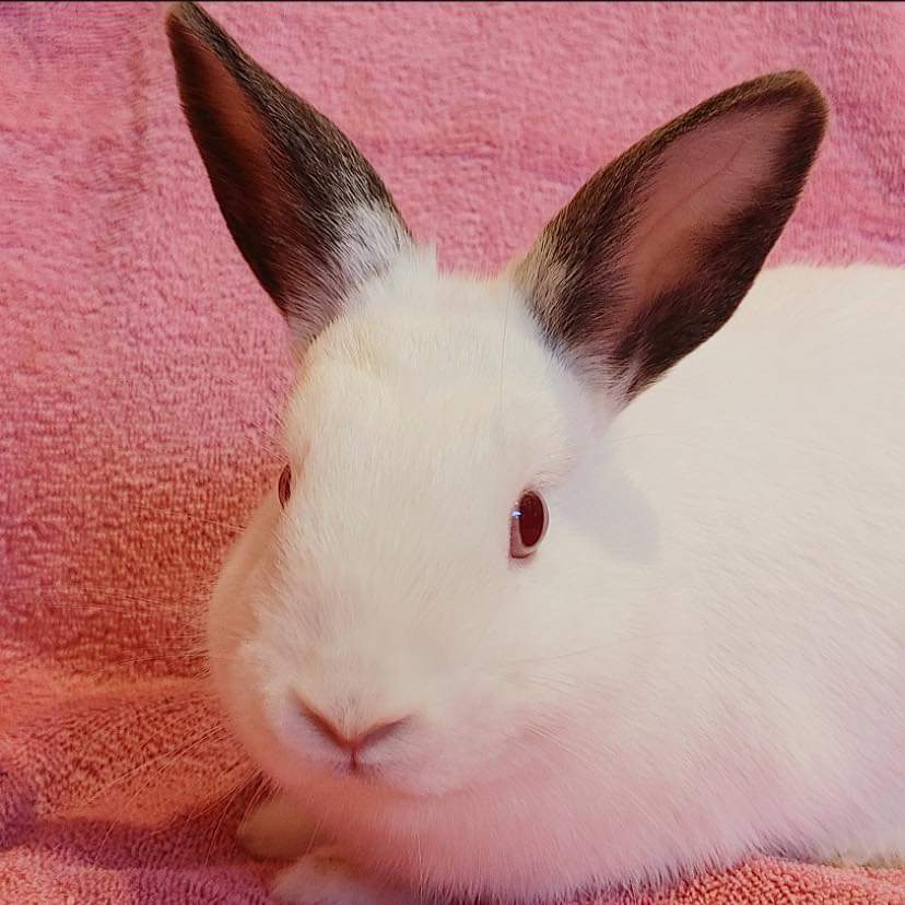 Jorunna (South Surrey), Adoptable, Young Female Dwarf.