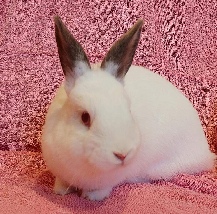 Enlarge Jorunna (South Surrey), a Adoptable mixed breed in Vancouver, BC image 2/3