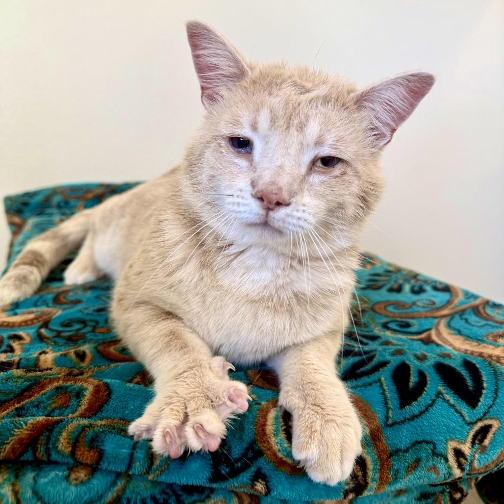 Simon, Adoptable, Young Male Domestic Short Hair.