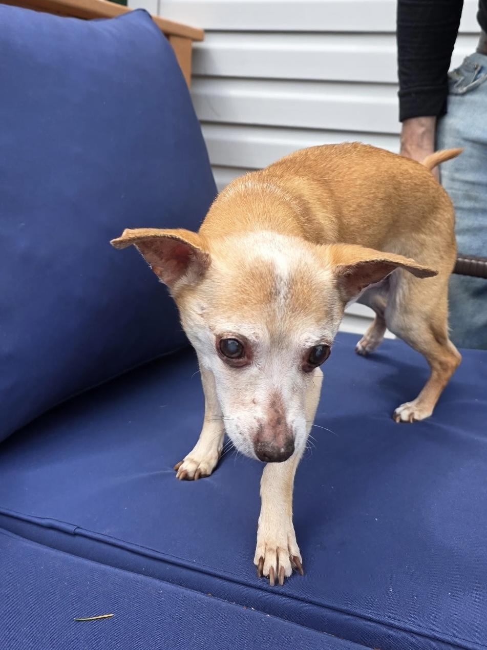 Enlarge Coco, a Adoptable mixed breed in Freeport, NY image 1/3