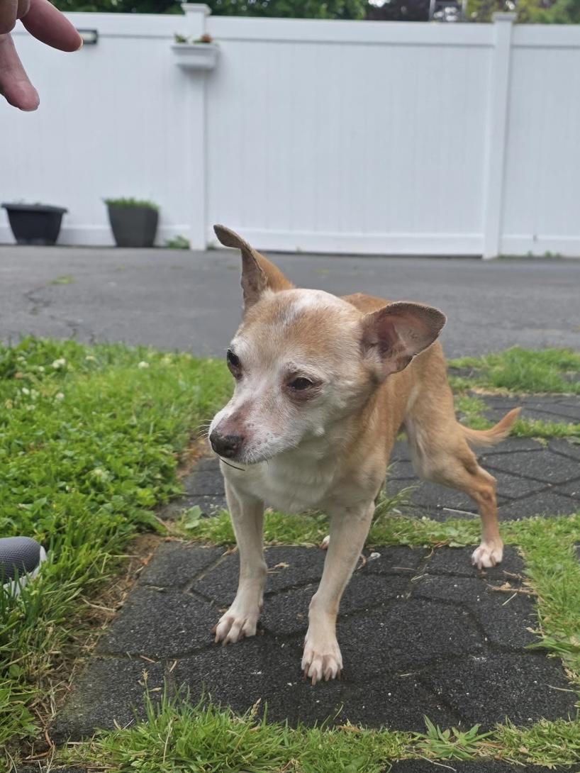 Enlarge Coco, a Adoptable mixed breed in Freeport, NY image 2/3