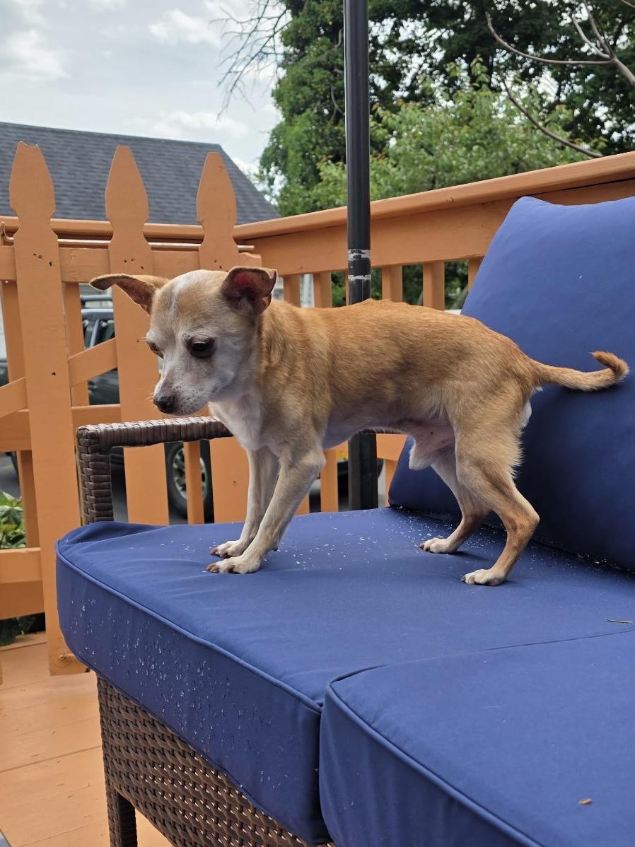 Enlarge Coco, a Adoptable mixed breed in Freeport, NY image 3/3
