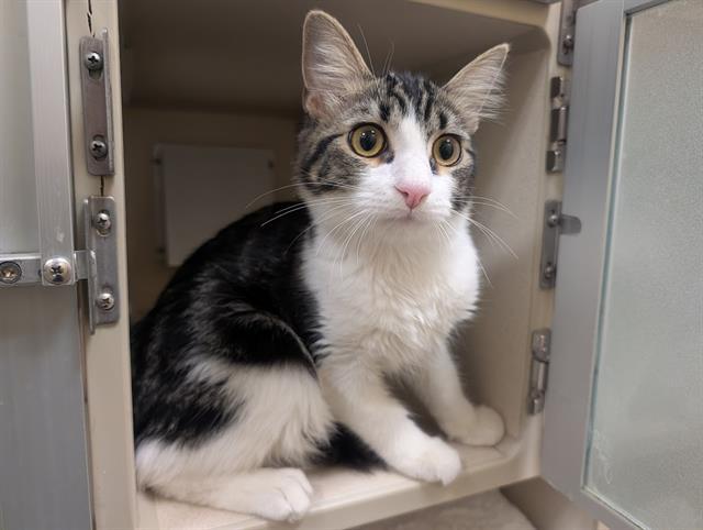DJ MEOW MIX, Adoptable, Young Male Domestic Short Hair.