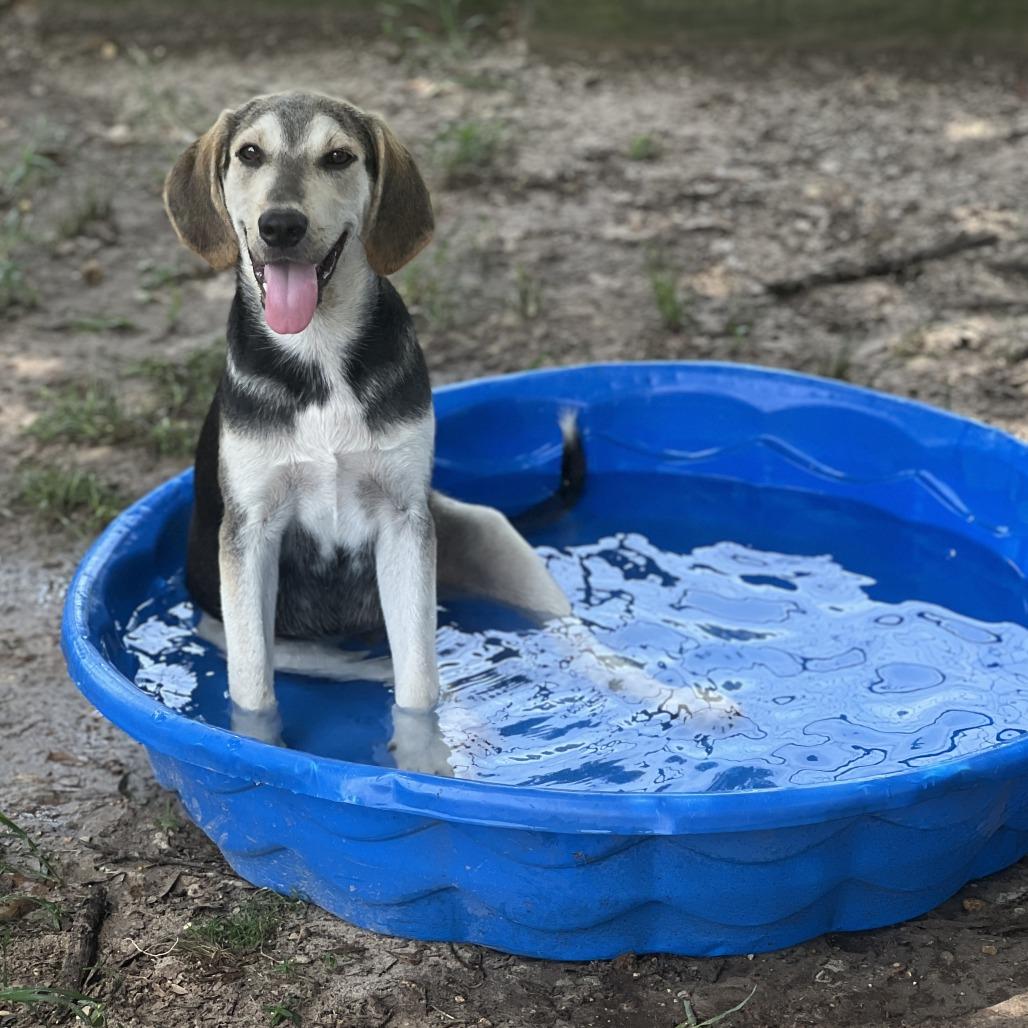 Duke, Adoptable, Young Male Coonhound.