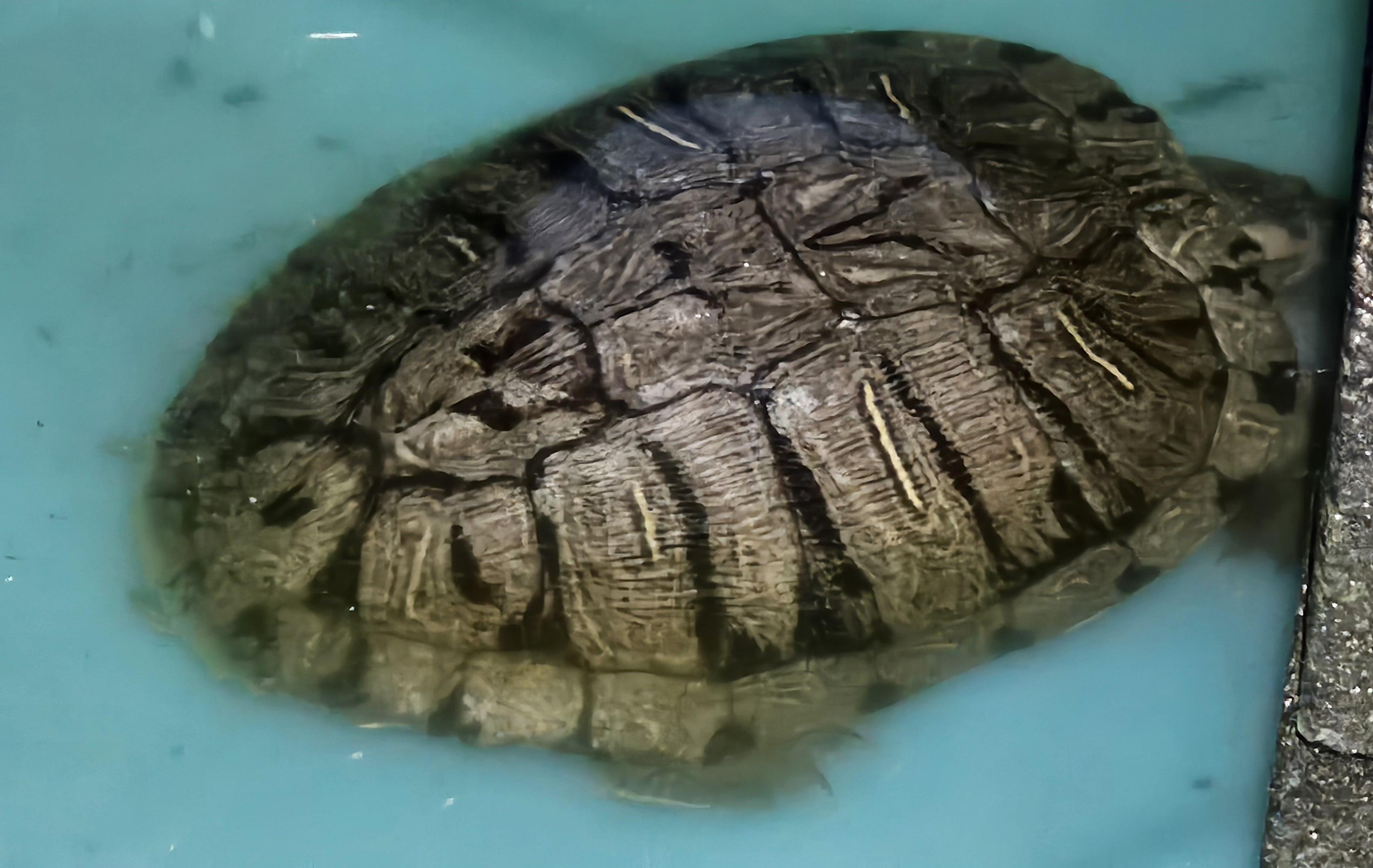 Red-Eared Sliders, Adoptable, Adult Unknown Turtle.