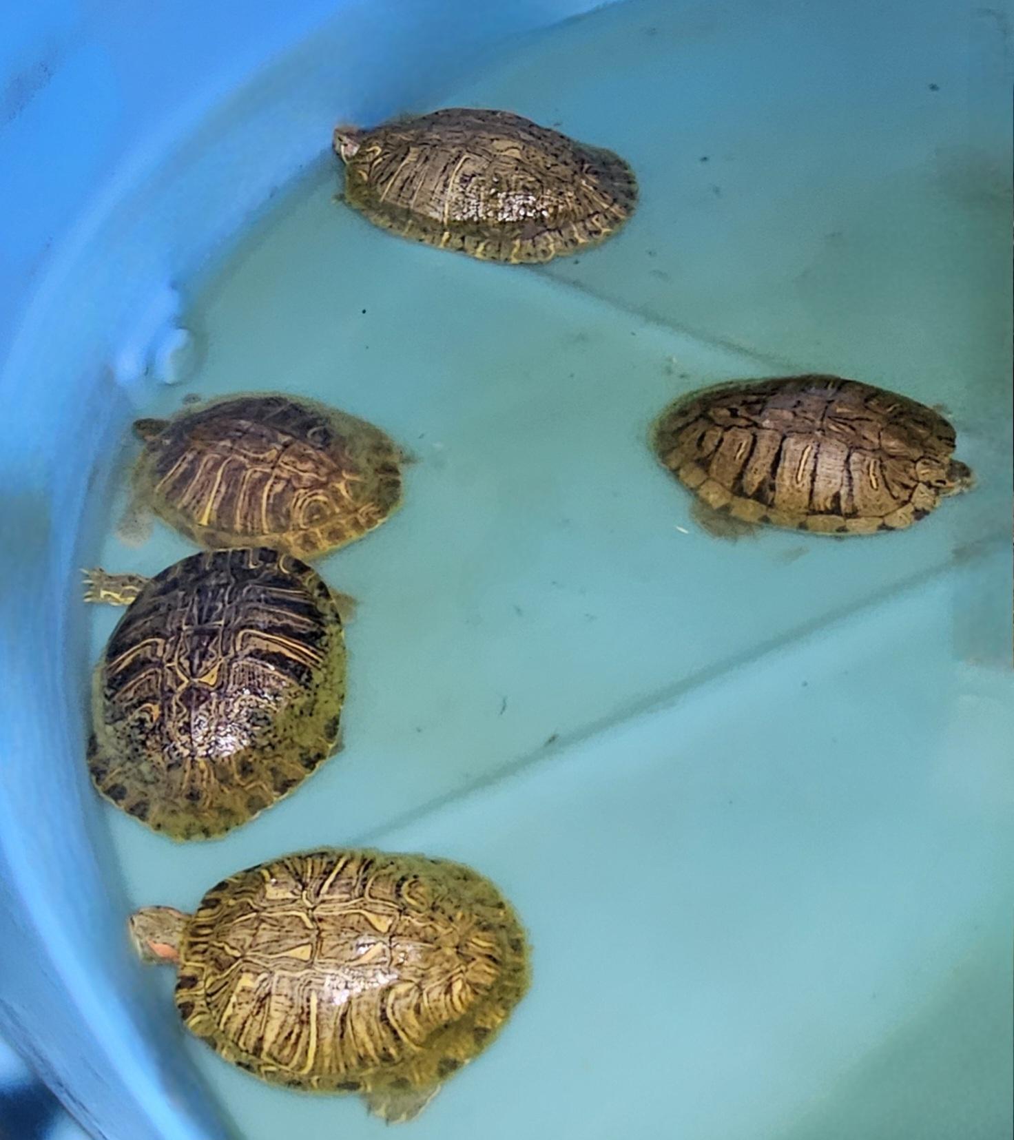 Red-Eared Sliders, a Adoptable Turtle in Sacramento, CA image 2/3