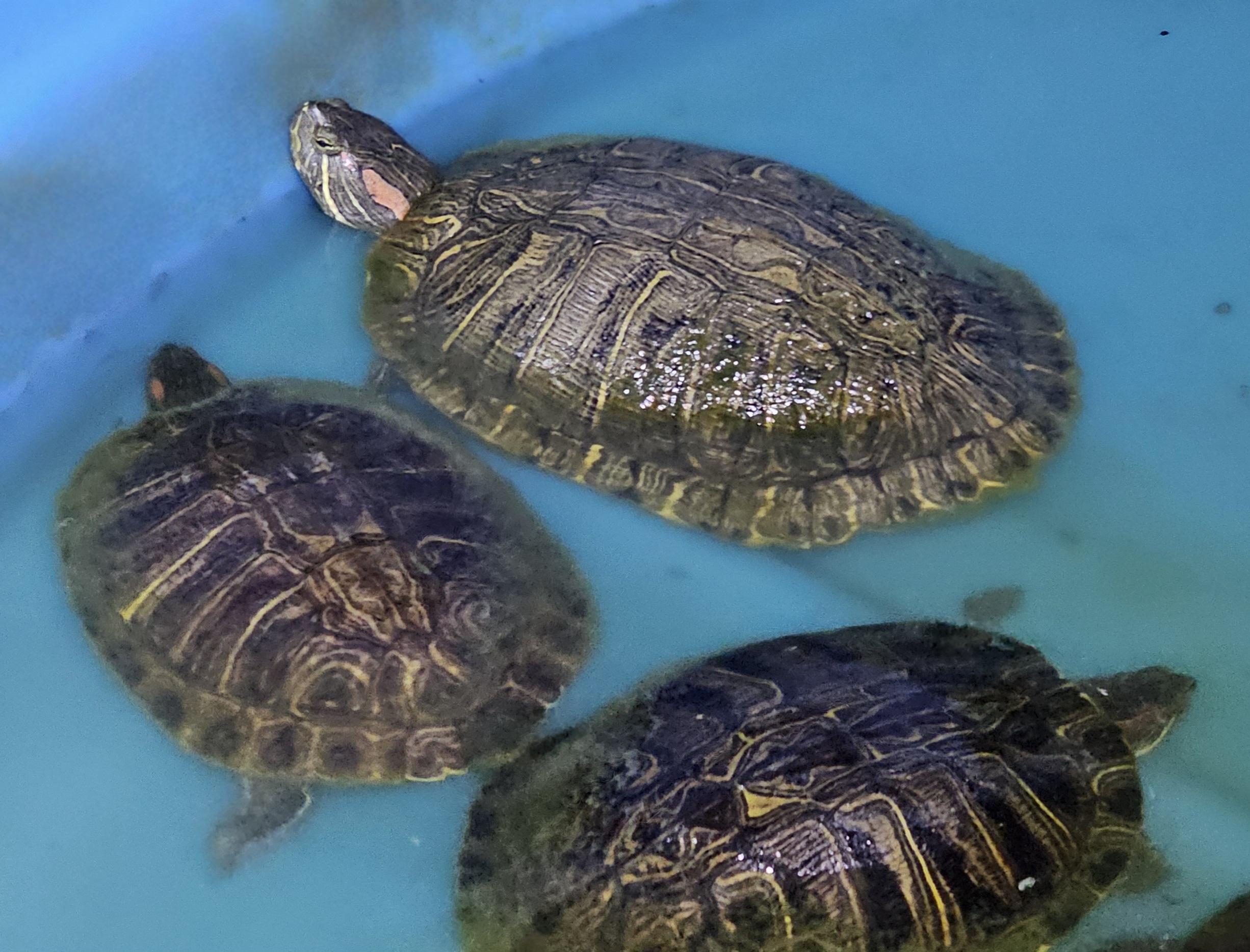 Red-Eared Sliders, a Adoptable Turtle in Sacramento, CA image 3/3