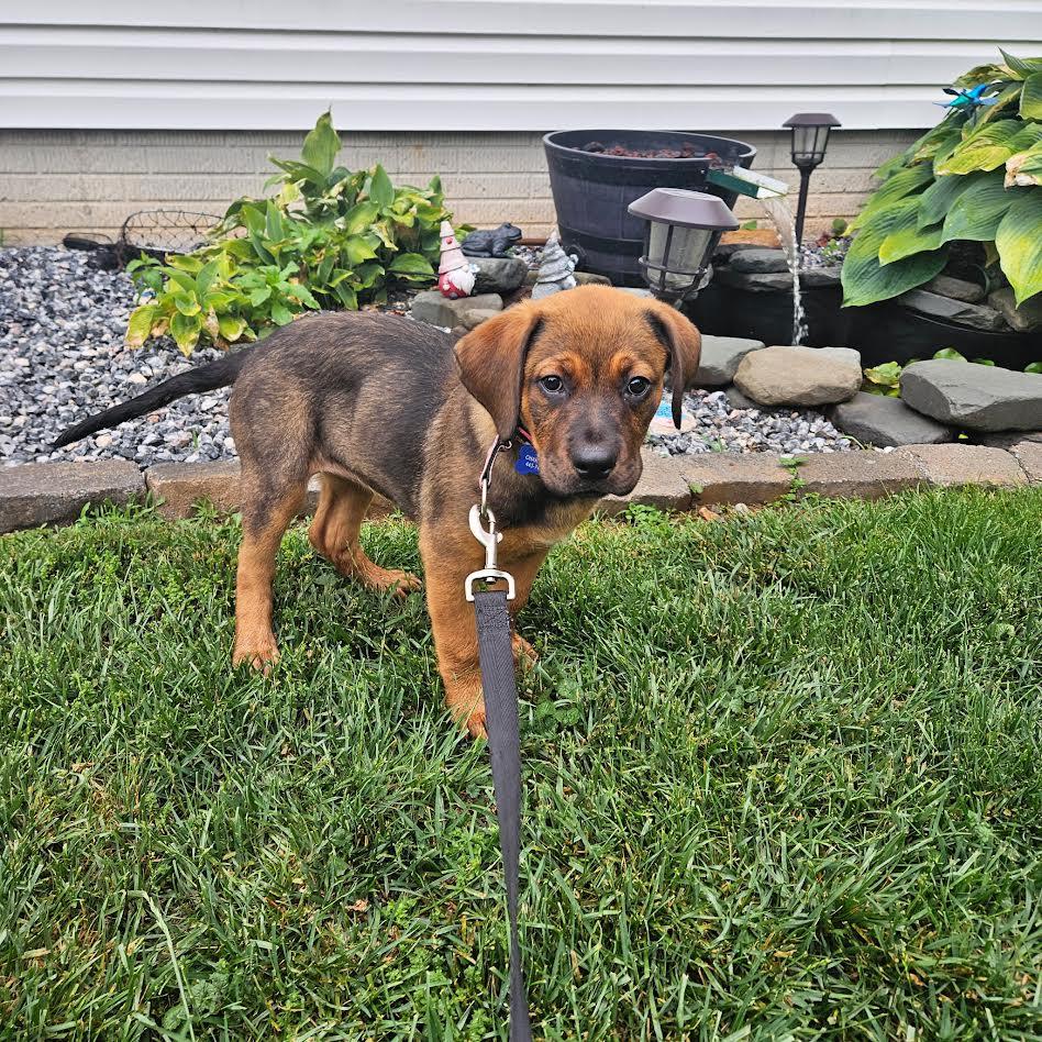 Cookie, a ADOPTABLE mixed breed in Columbia, MD image 4/4