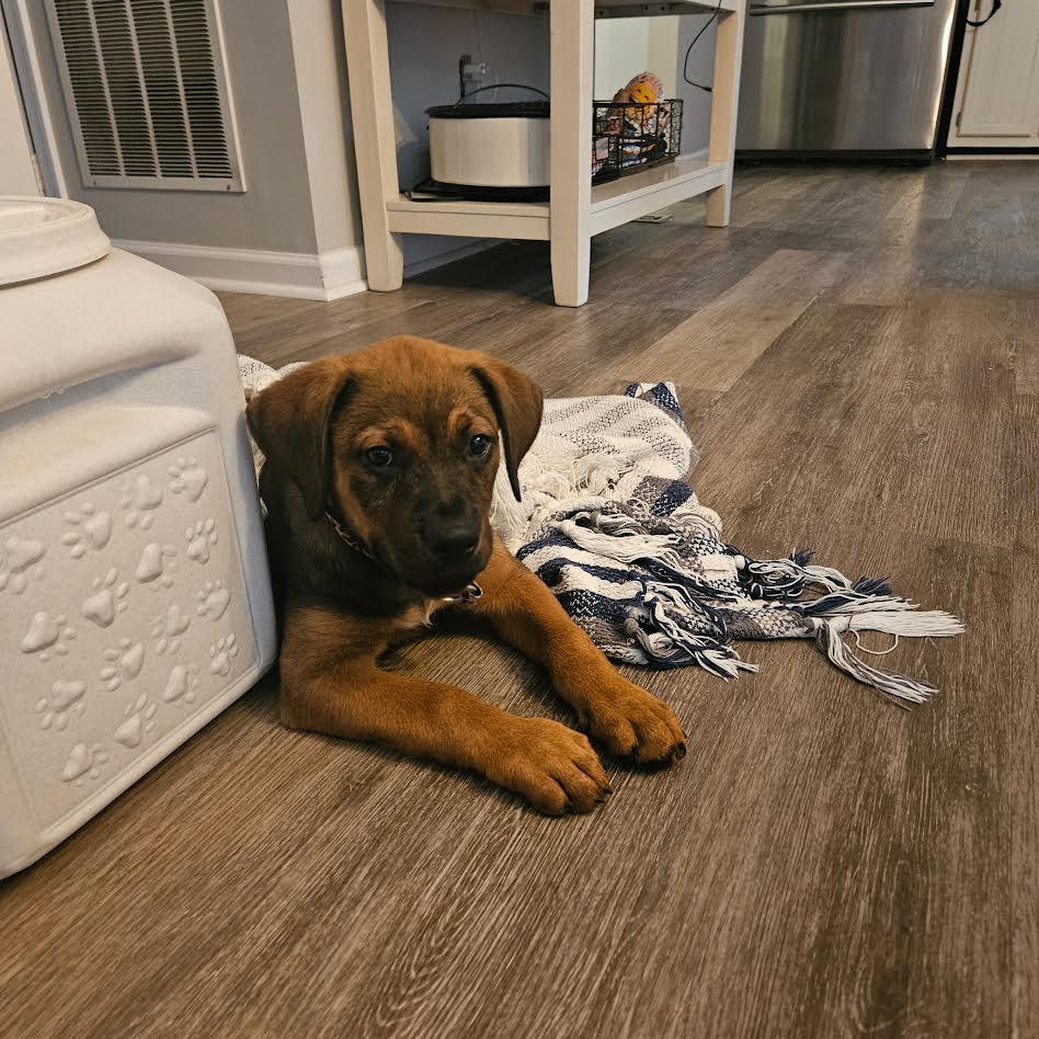 Cookie, ADOPTABLE, Puppy Female Rottweiler.
