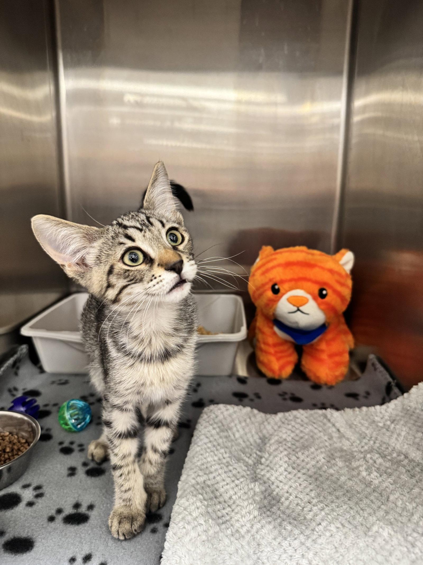 Enlarge KJ, a Adopted Domestic Short Hair in Scottsdale, AZ image 1/1