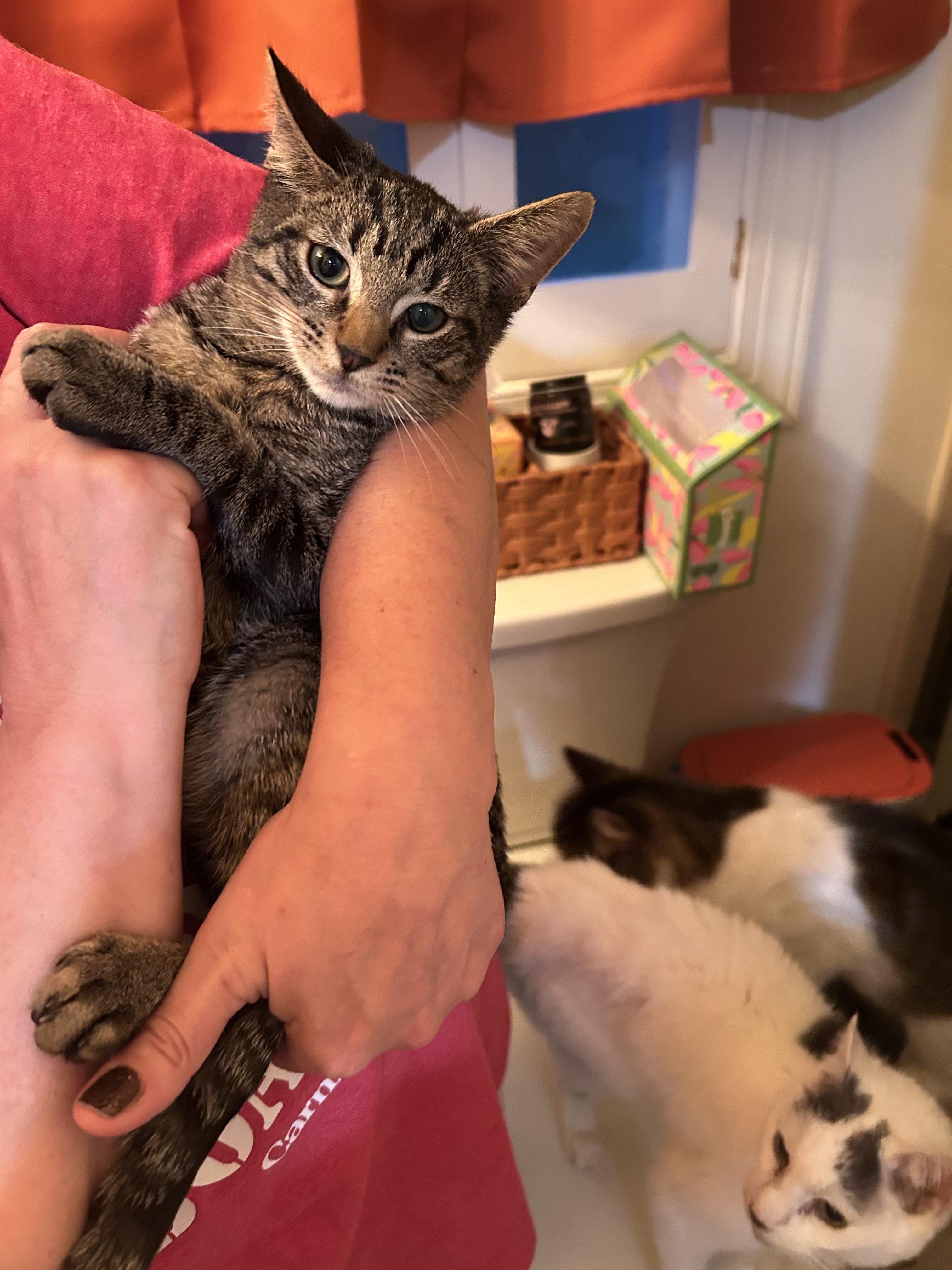 Star, Adoptable, Young Female Domestic Short Hair.
