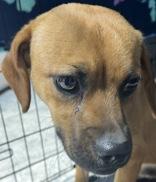 Enlarge Bandit, an adopted mixed breed in Harlingen, TX image 1/1