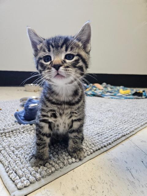 Skye, Adopted, Kitten Female Domestic Short Hair.