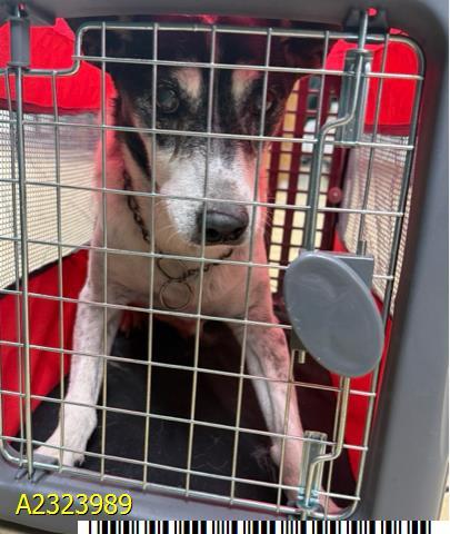 Enlarge Riley, a Adoptable Jack Russell Terrier in Bradenton, FL image 1/6