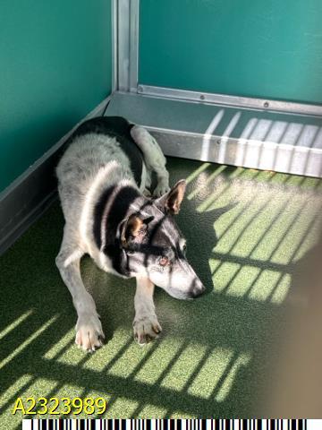 Enlarge Riley, a Adoptable Jack Russell Terrier in Bradenton, FL image 2/6