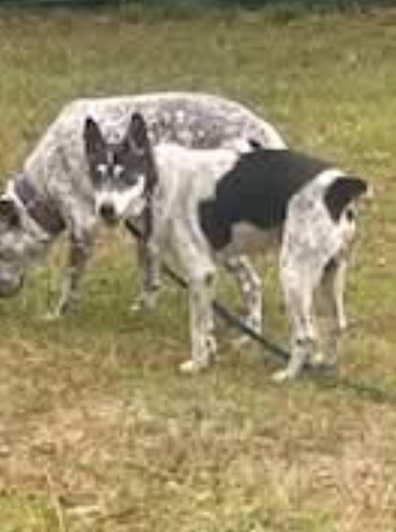 Riley, a Adoptable Jack Russell Terrier in Bradenton, FL image 3/6