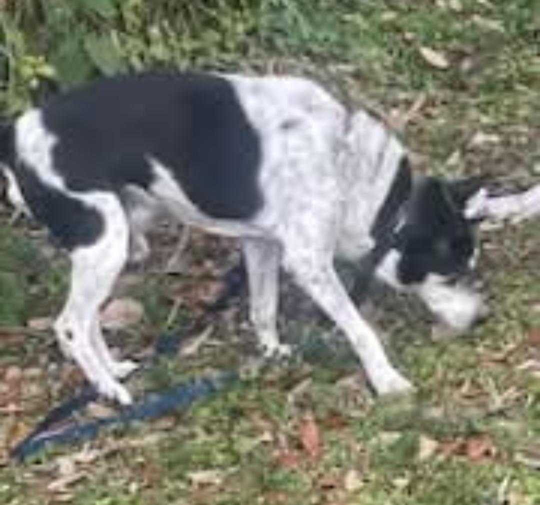 Enlarge Riley, a Adoptable Jack Russell Terrier in Bradenton, FL image 3/6