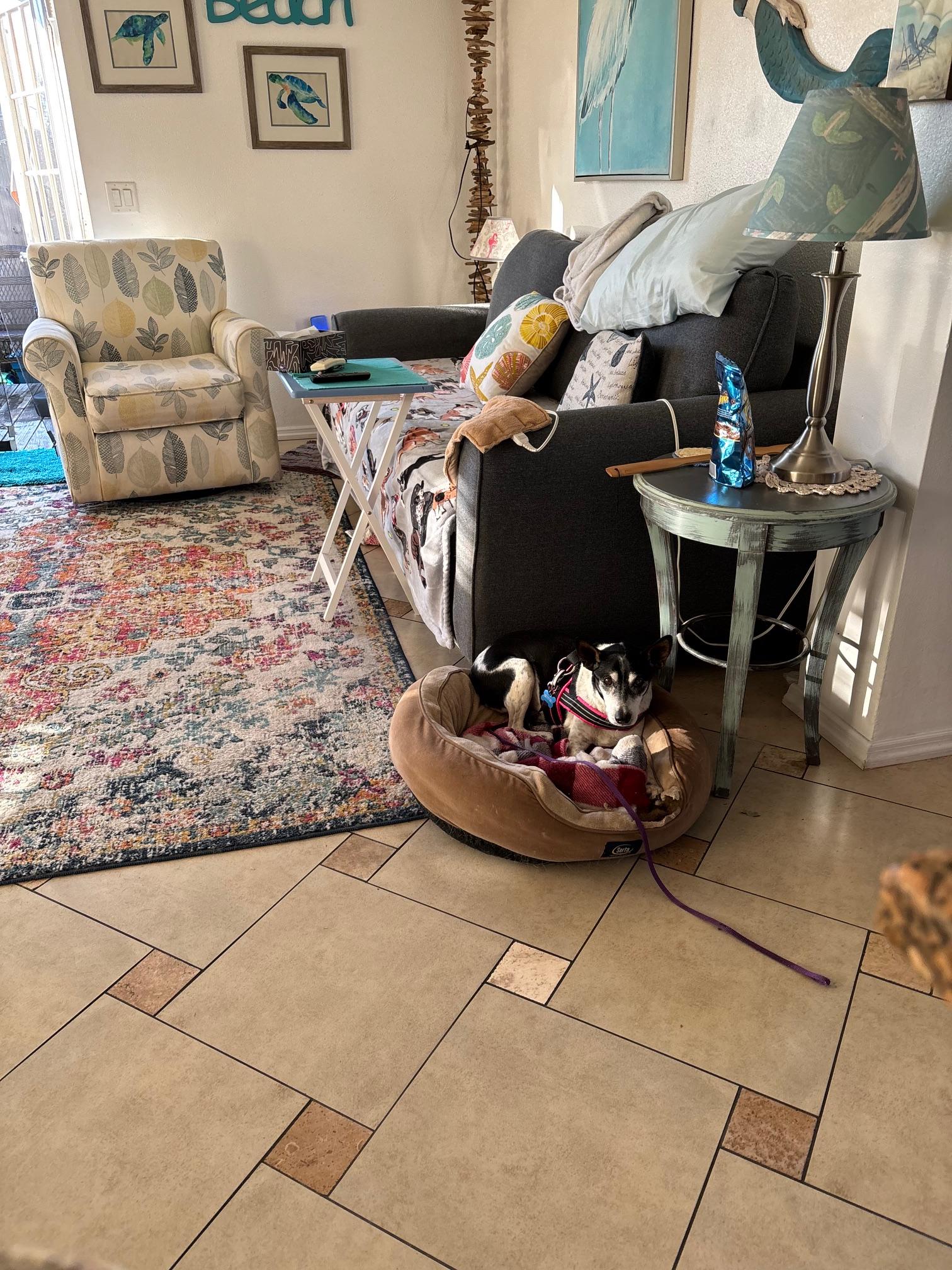 Enlarge Riley, a Adoptable Jack Russell Terrier in Bradenton, FL image 2/6